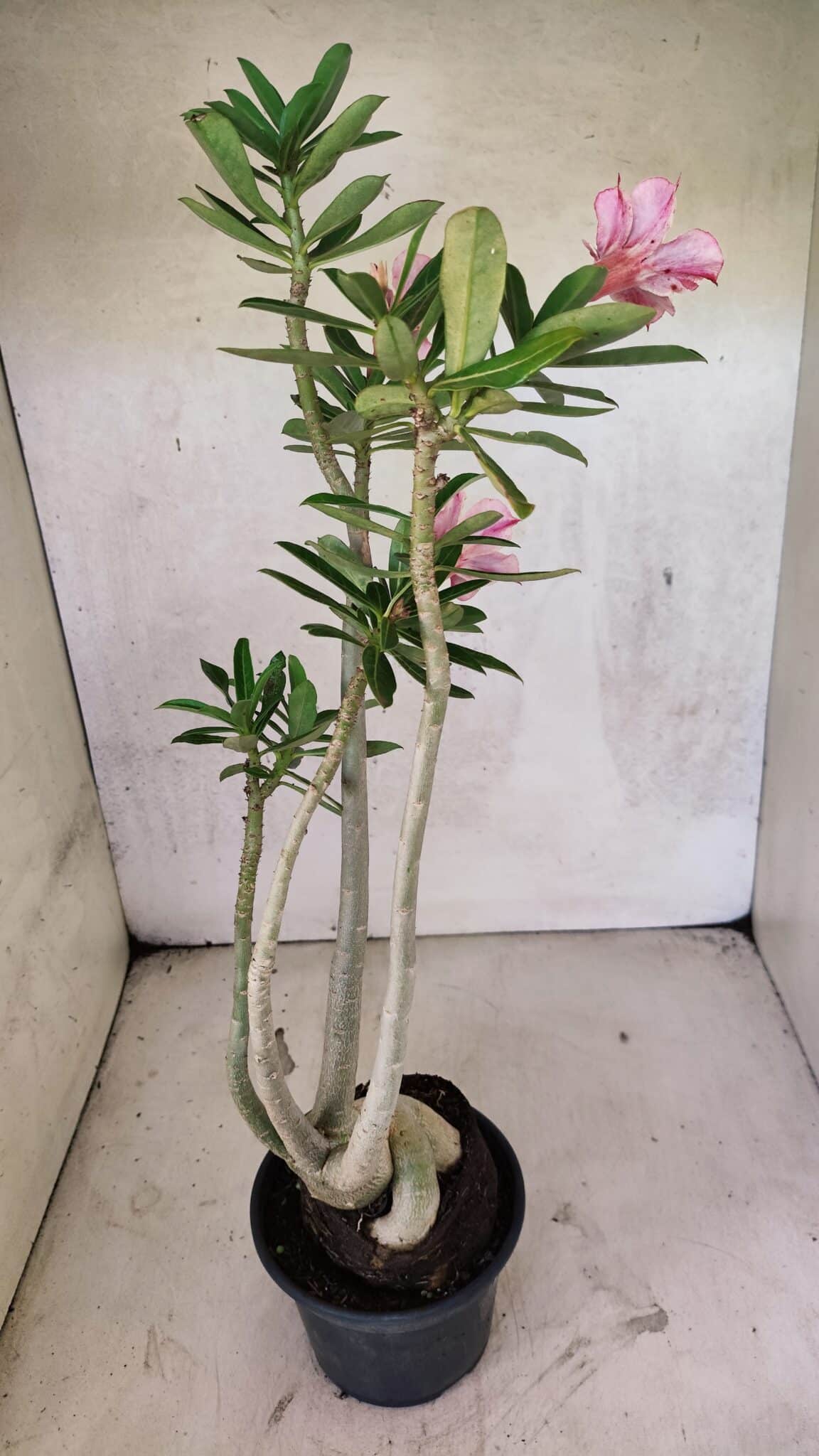 Planta Simples 3424 – 35cm – 03 anos - foto 9