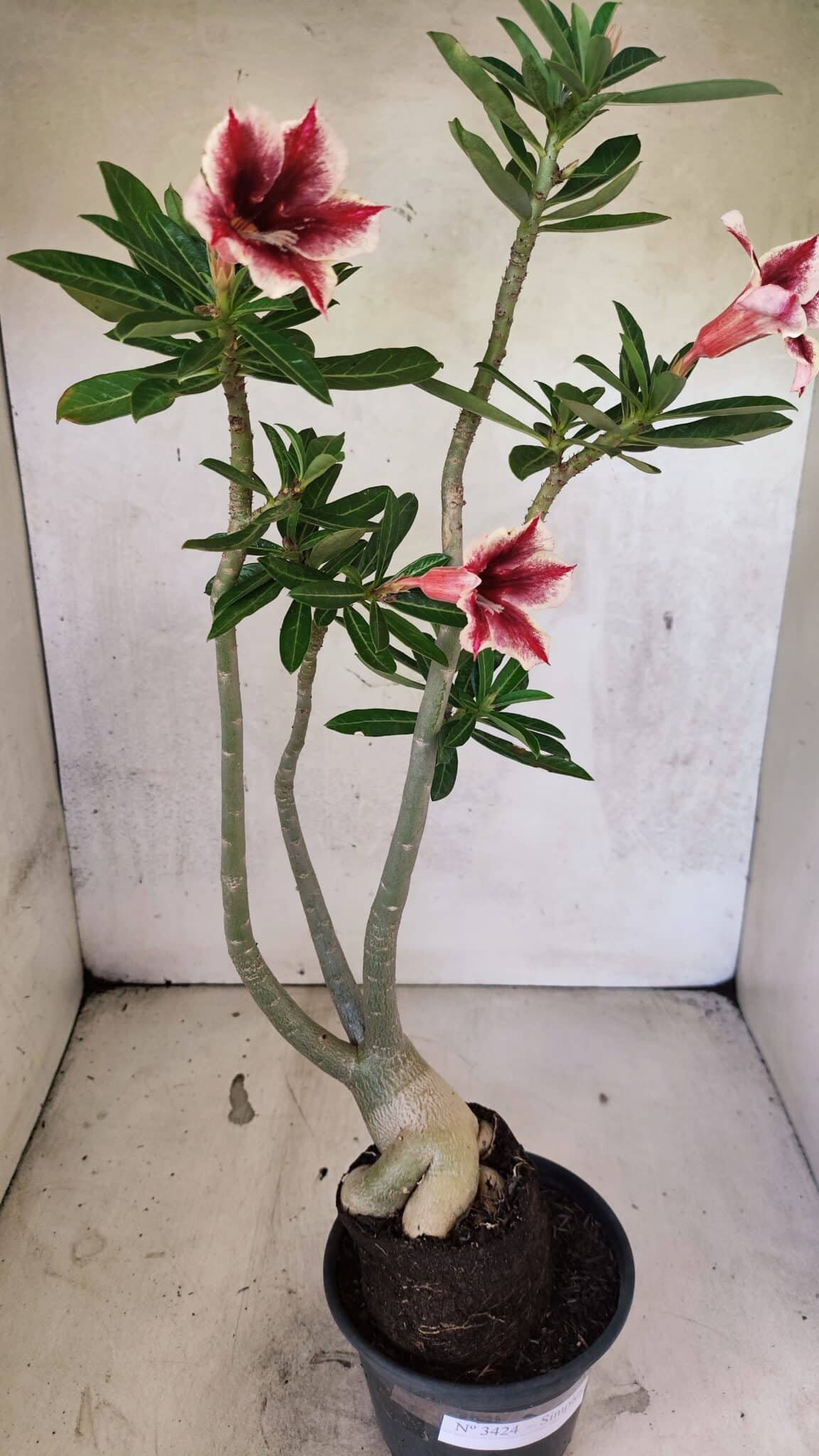 Planta Simples 3424 – 35cm – 03 anos - foto 8