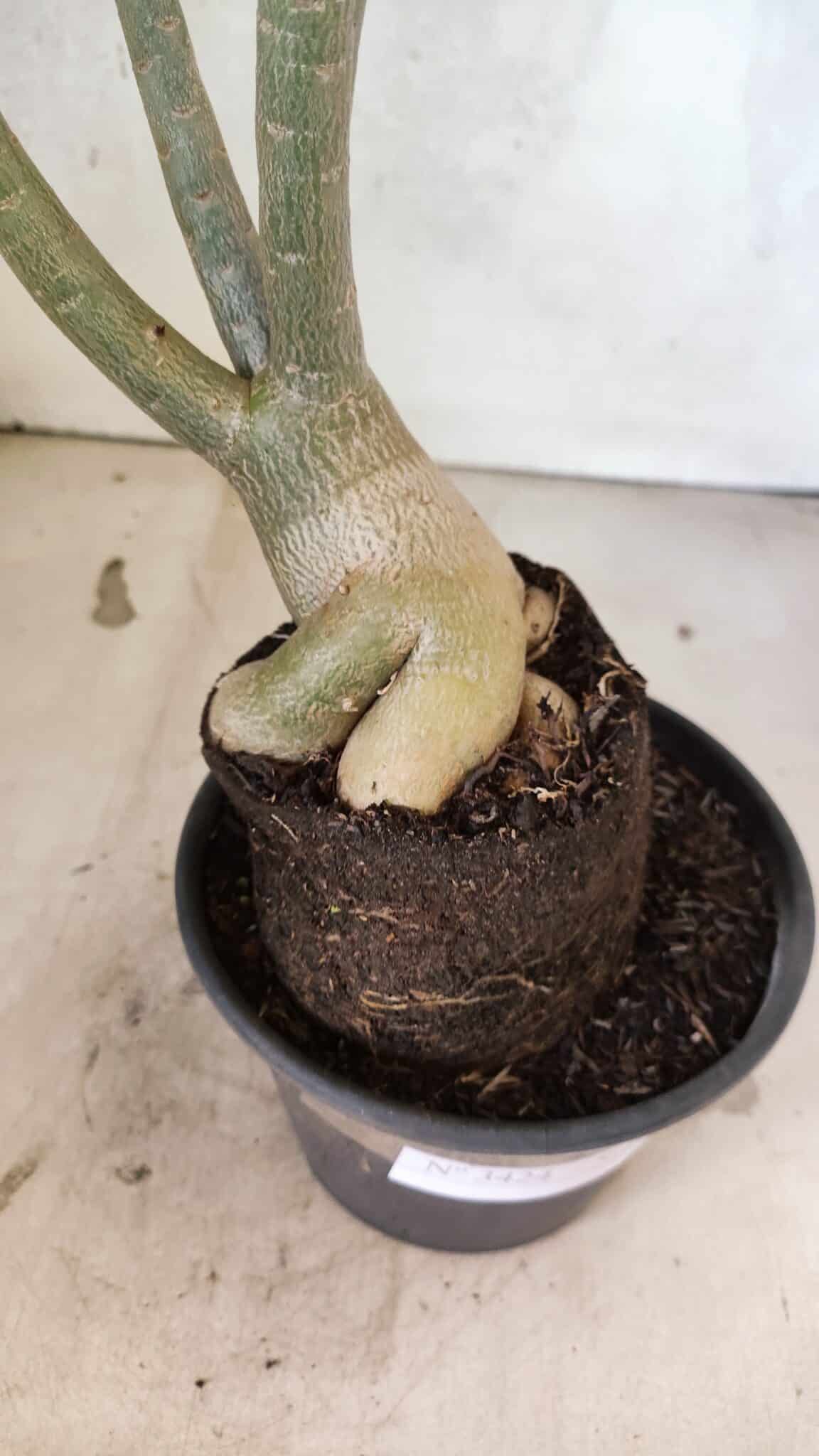 Planta Simples 3424 – 35cm – 03 anos - foto 5