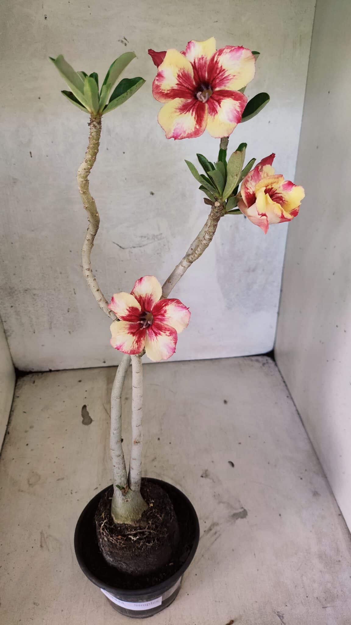 Planta Simples 3425 – 35cm – 03 anos - foto 2