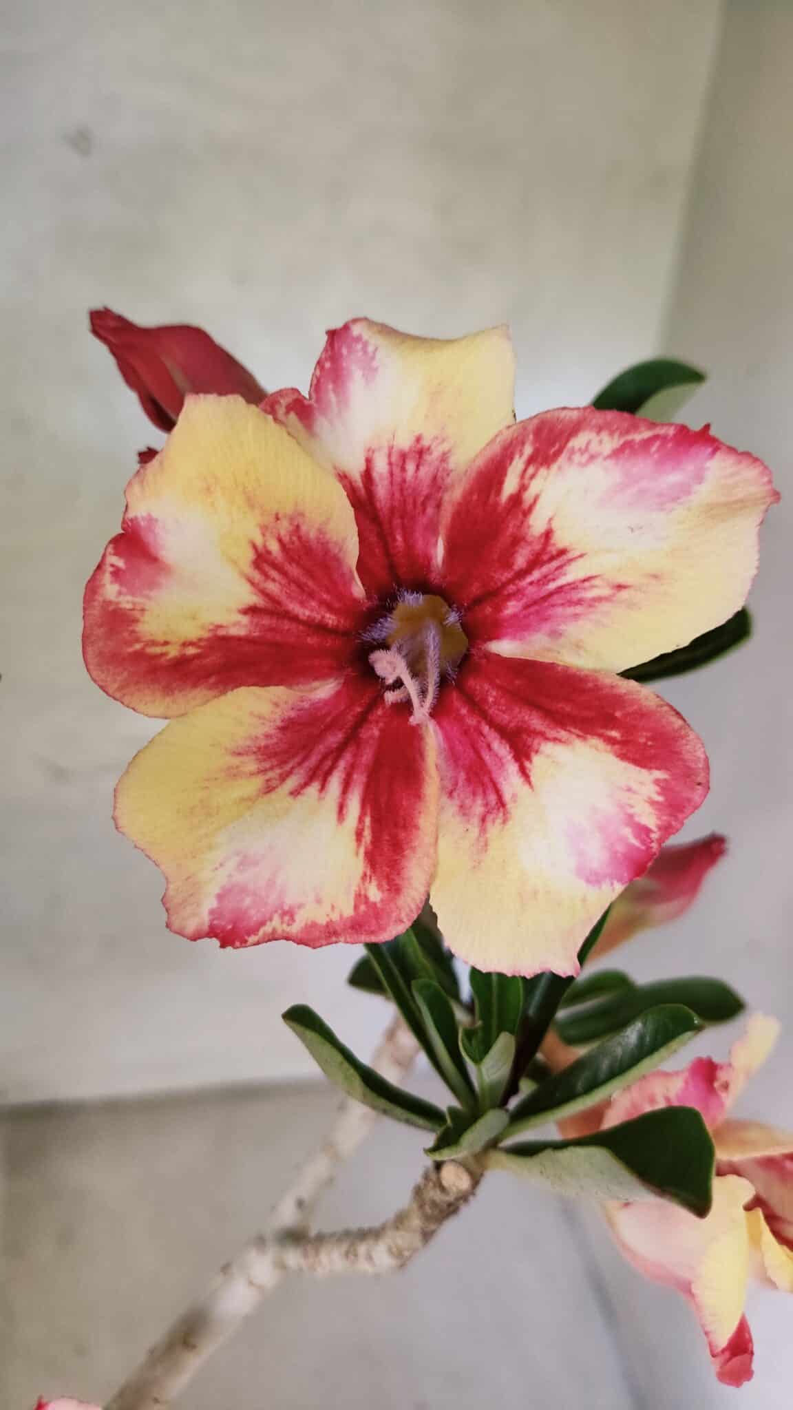 Planta Simples 3425 – 35cm – 03 anos - foto 3