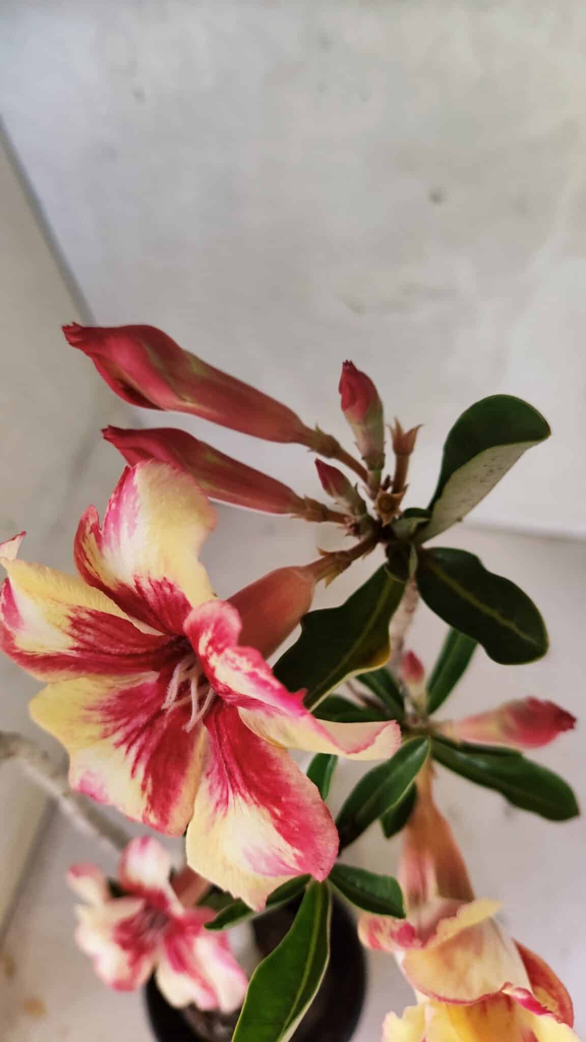 Planta Simples 3425 – 35cm – 03 anos - foto 4