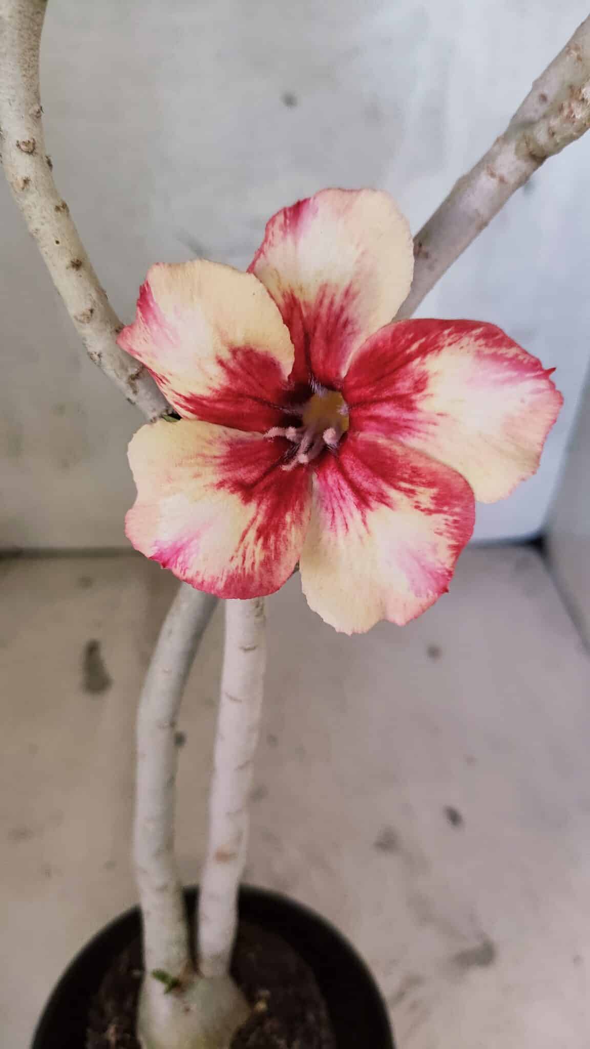 Planta Simples 3425 – 35cm – 03 anos - foto 5