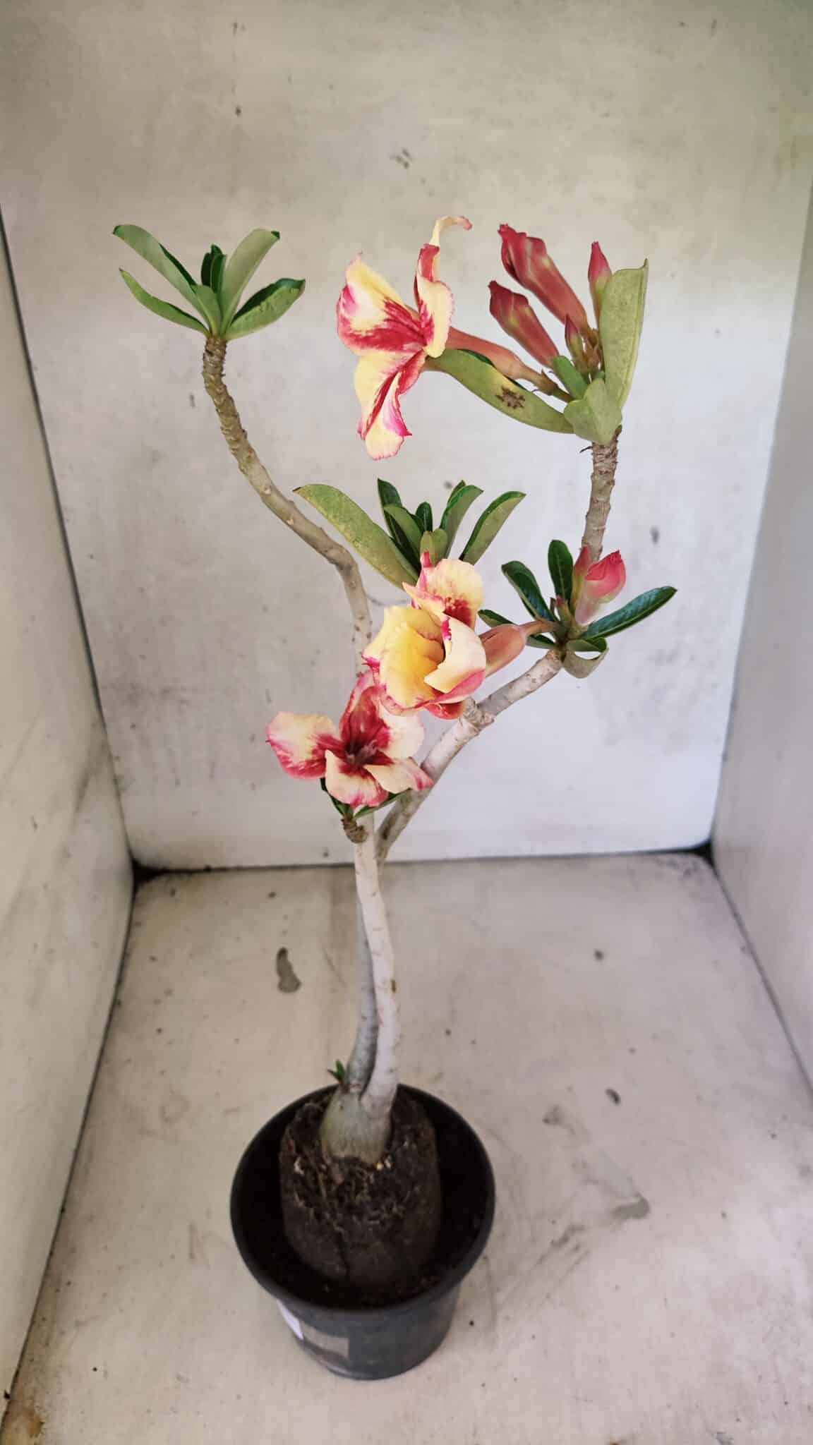 Planta Simples 3425 – 35cm – 03 anos - foto 8