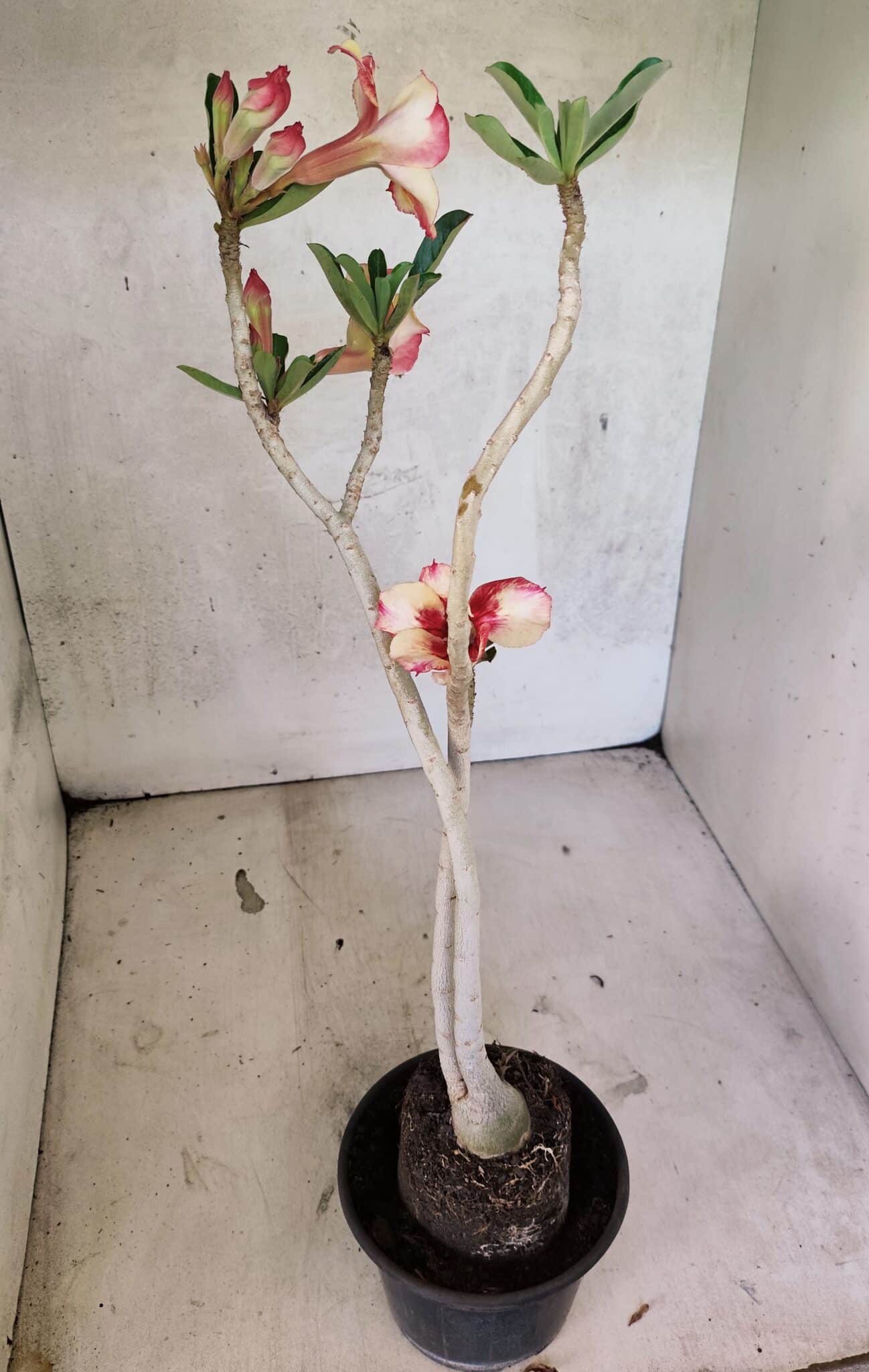 Planta Simples 3425 – 35cm – 03 anos - foto 7