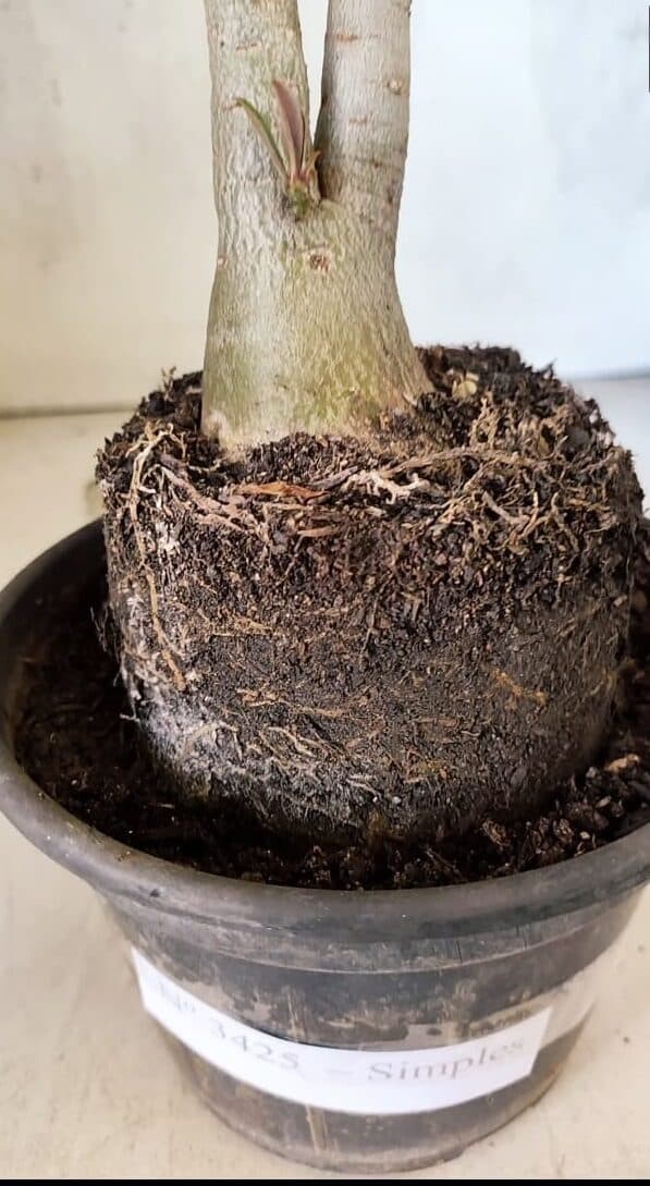 Planta Simples 3425 – 35cm – 03 anos - foto 6