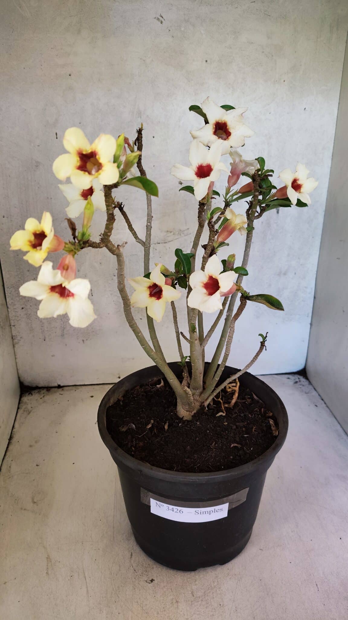 Planta Simples 3426 – 35cm – 03 anos - foto 2