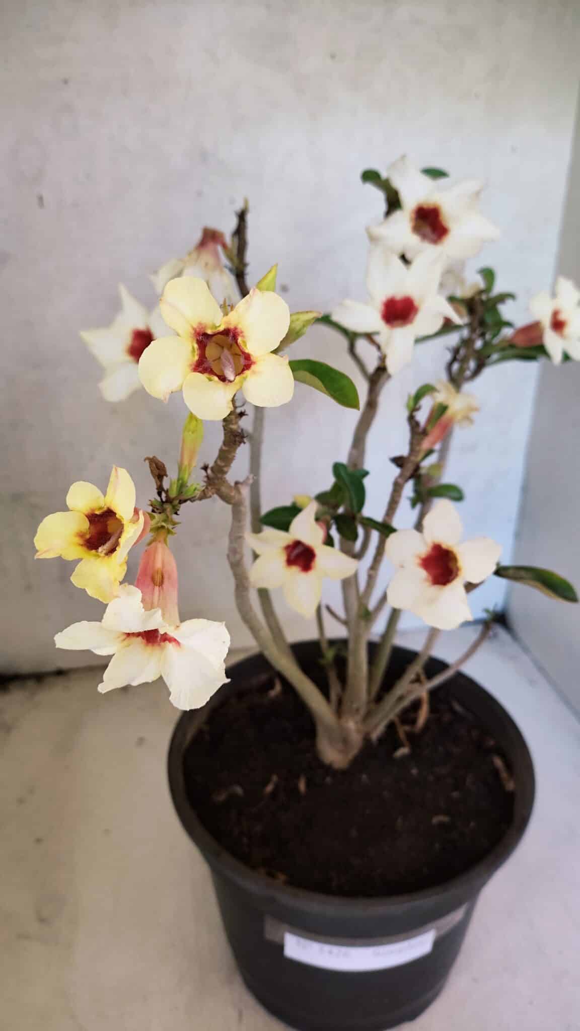 Planta Simples 3426 – 35cm – 03 anos - foto 3