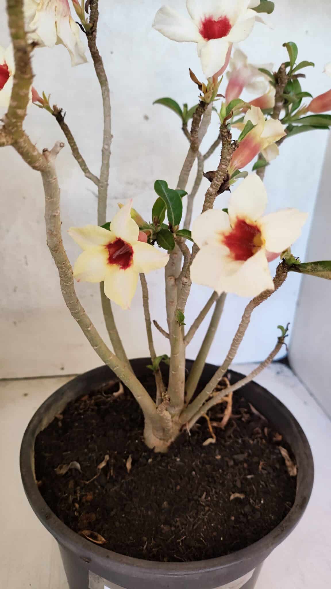 Planta Simples 3426 – 35cm – 03 anos - foto 5