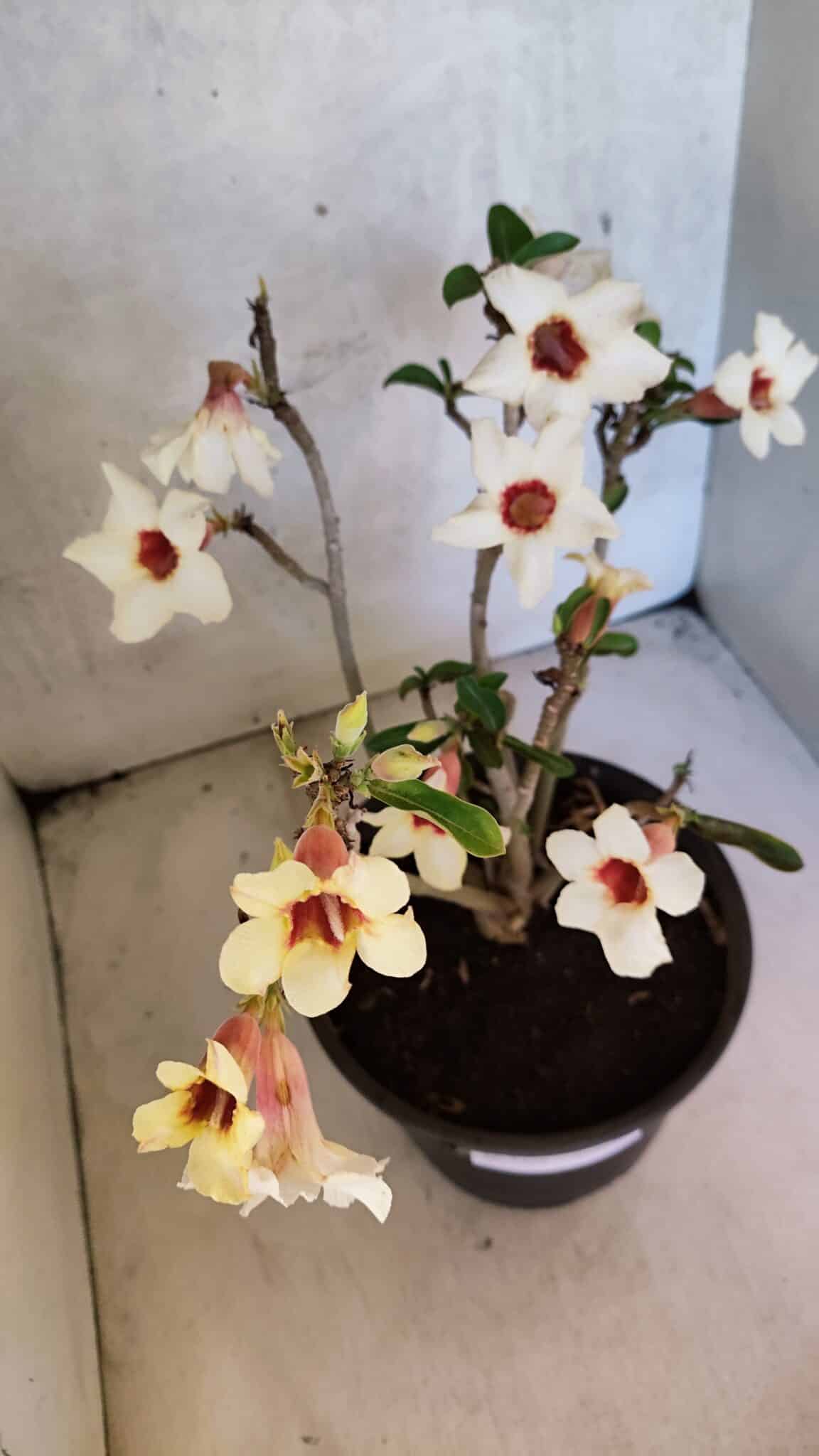 Planta Simples 3426 – 35cm – 03 anos - foto 4