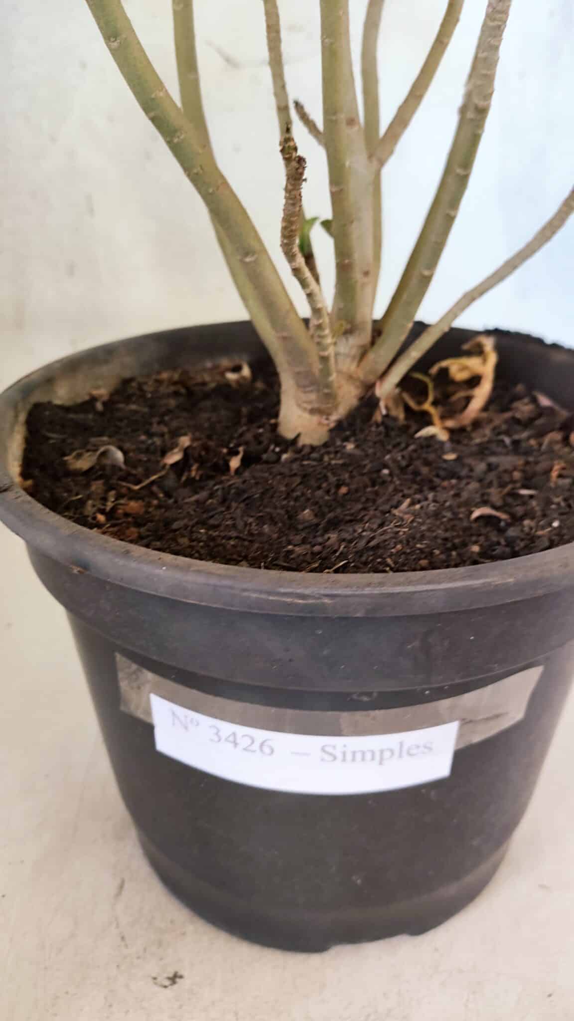 Planta Simples 3426 – 35cm – 03 anos - foto 6