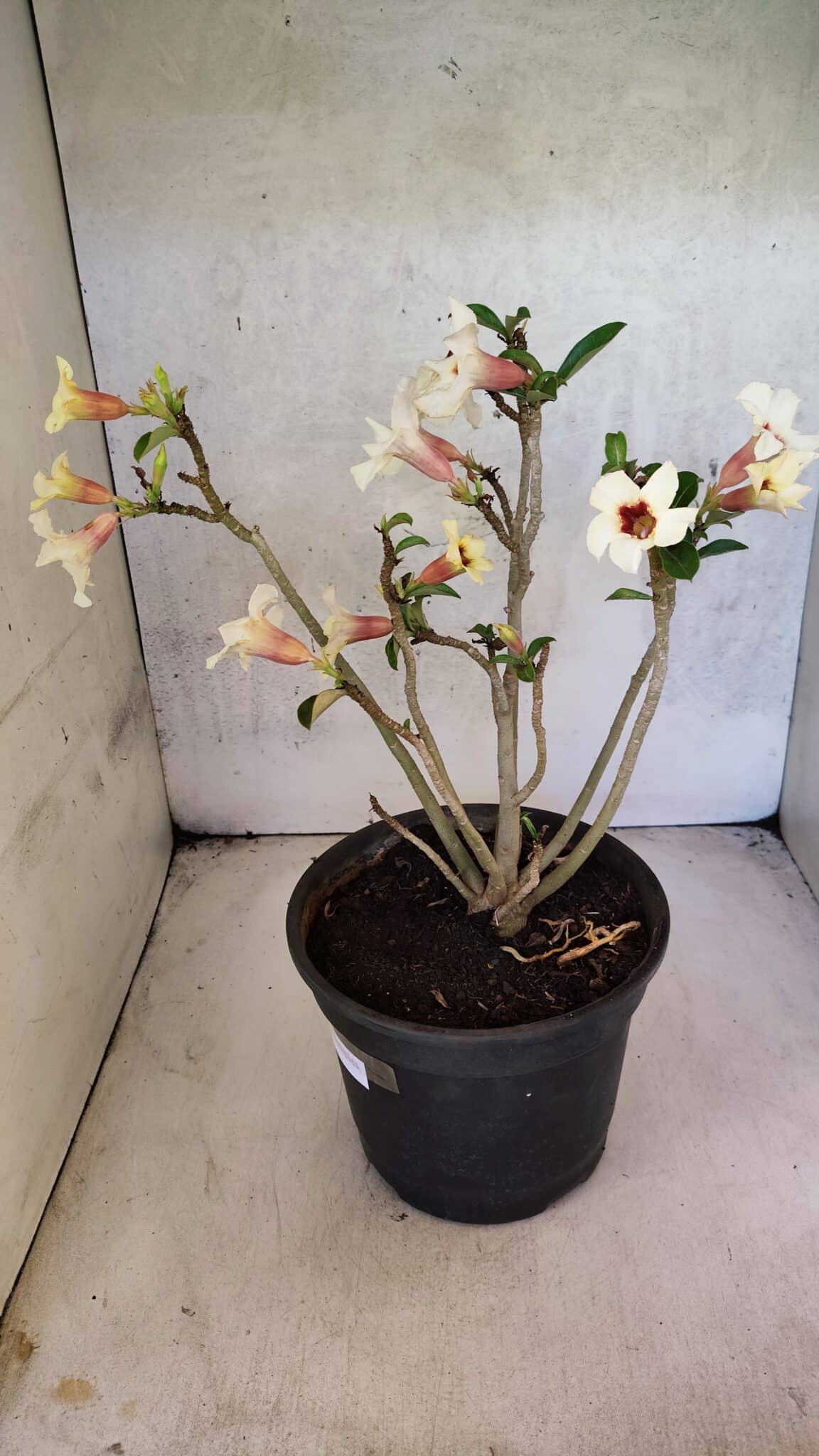 Planta Simples 3426 – 35cm – 03 anos - foto 9