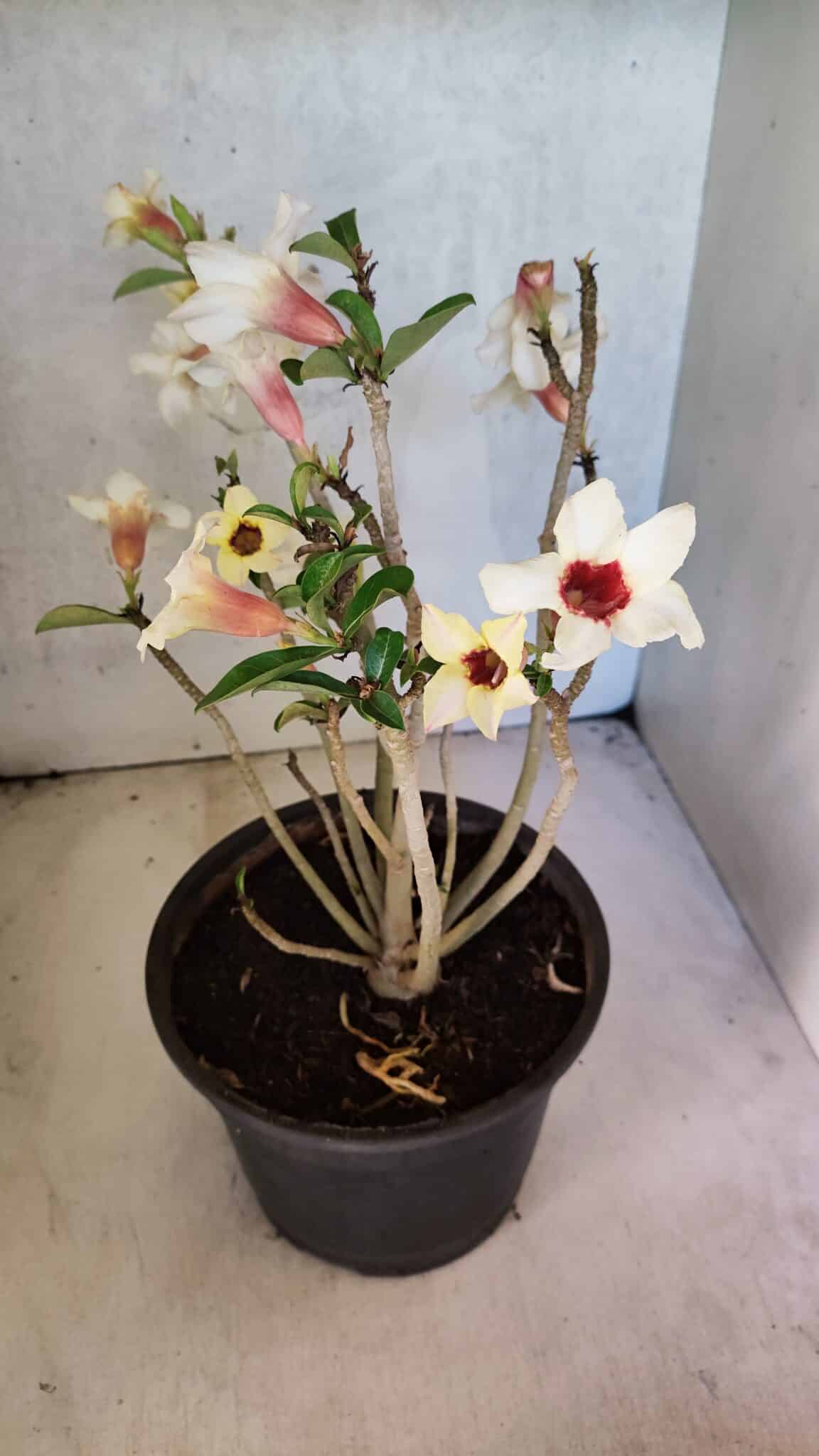 Planta Simples 3426 – 35cm – 03 anos - foto 8
