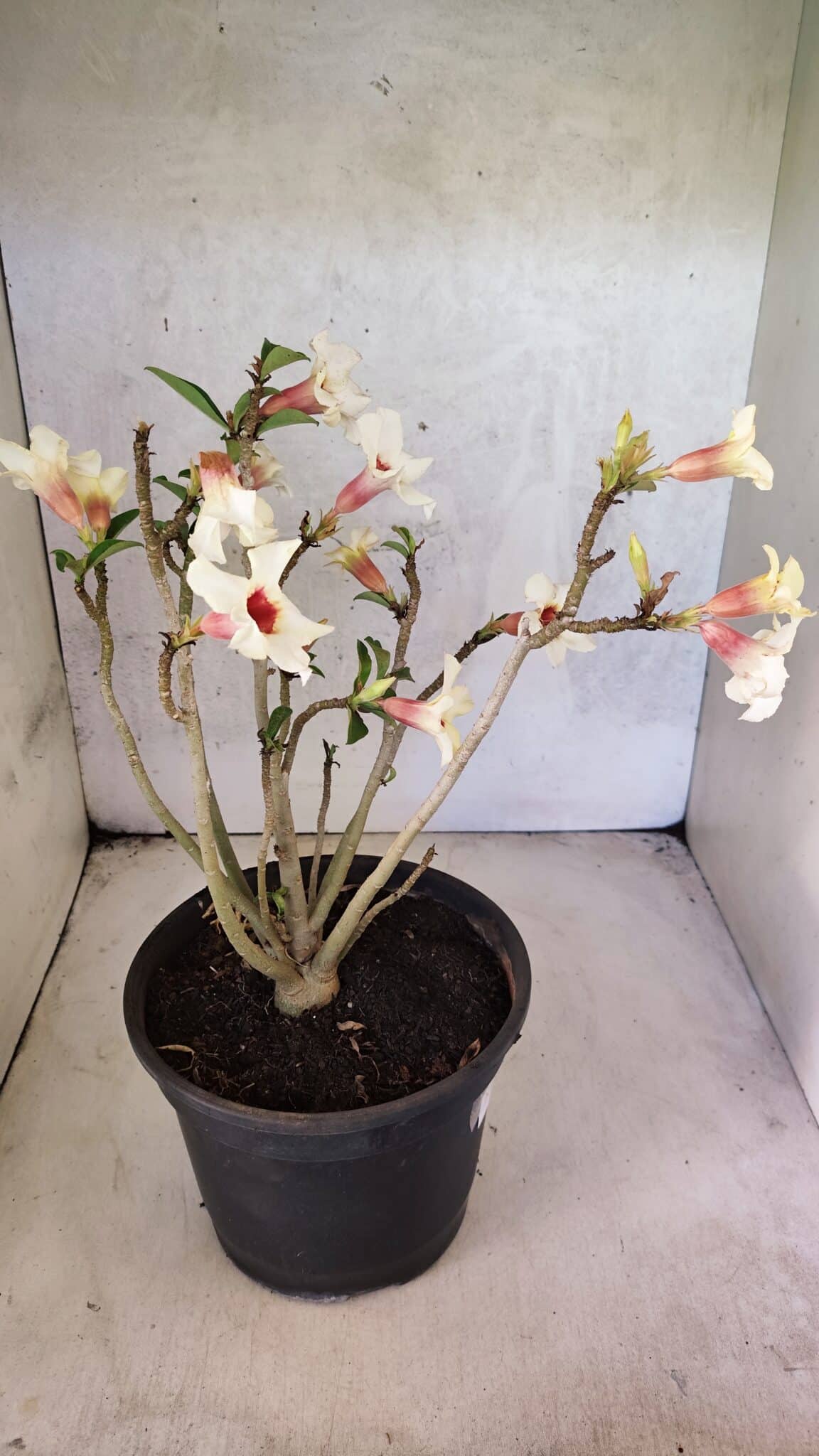 Planta Simples 3426 – 35cm – 03 anos - foto 7