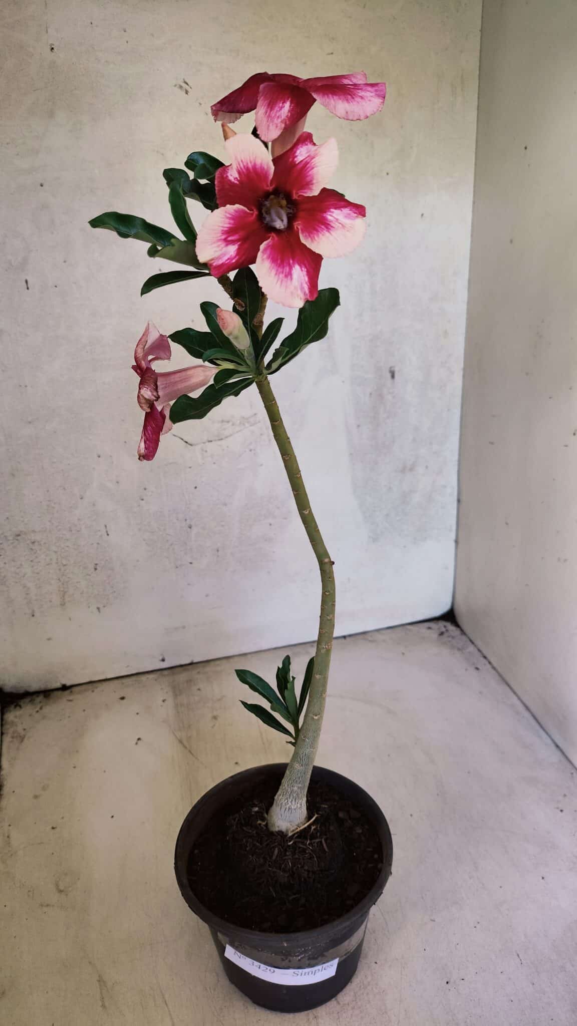 Planta Simples 3429 – 35cm – 03 anos - foto 2