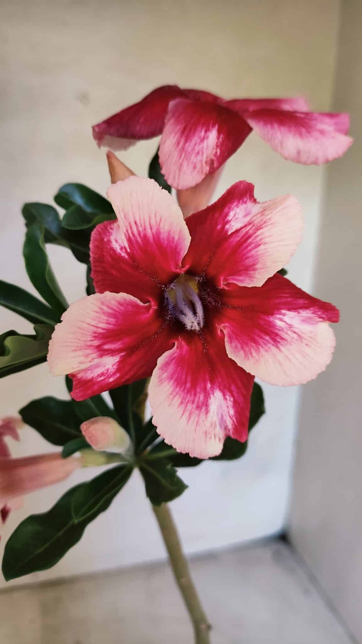 Planta Simples 3429 – 35cm – 03 anos - foto 3