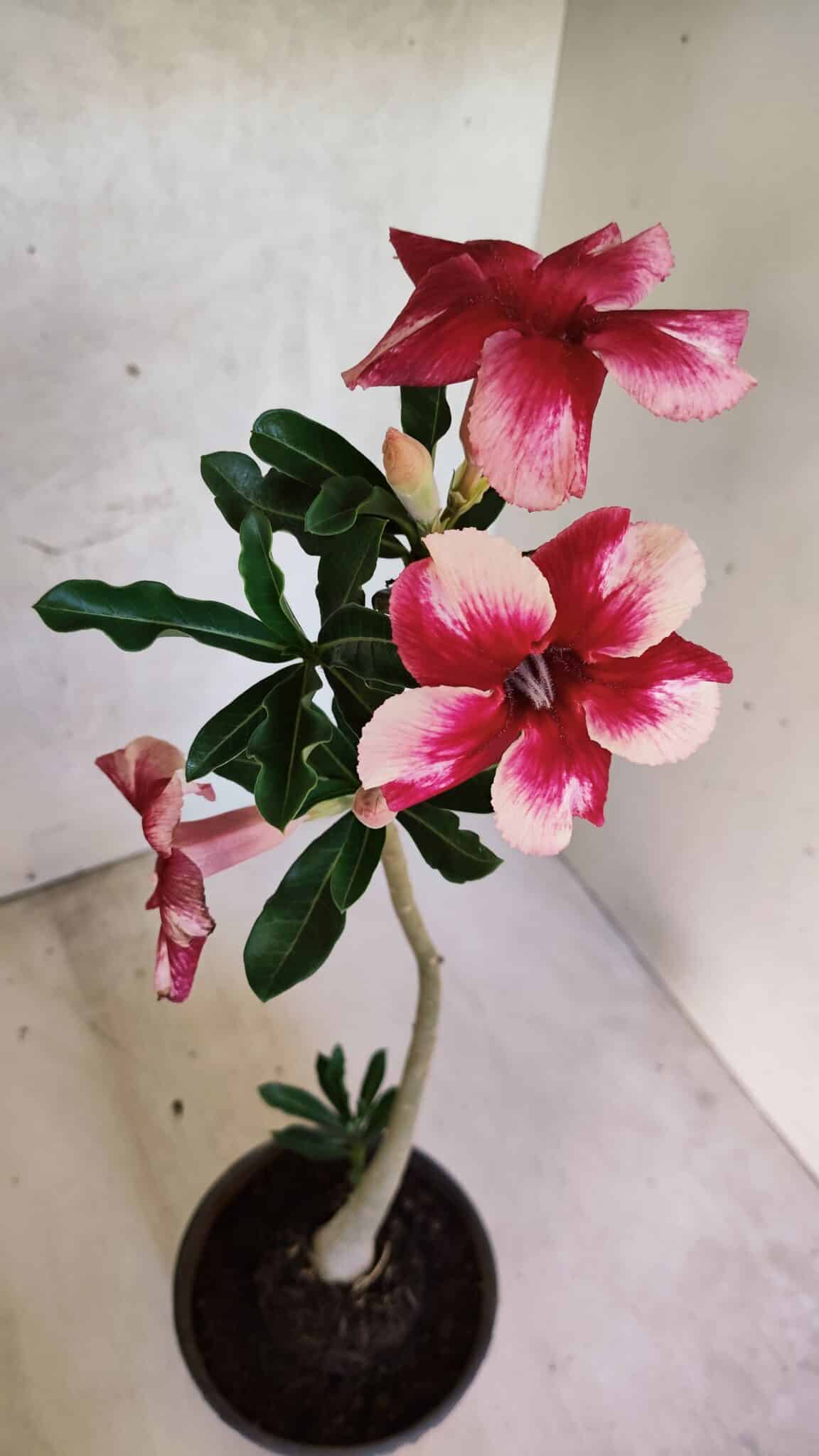Planta Simples 3429 – 35cm – 03 anos - foto 4