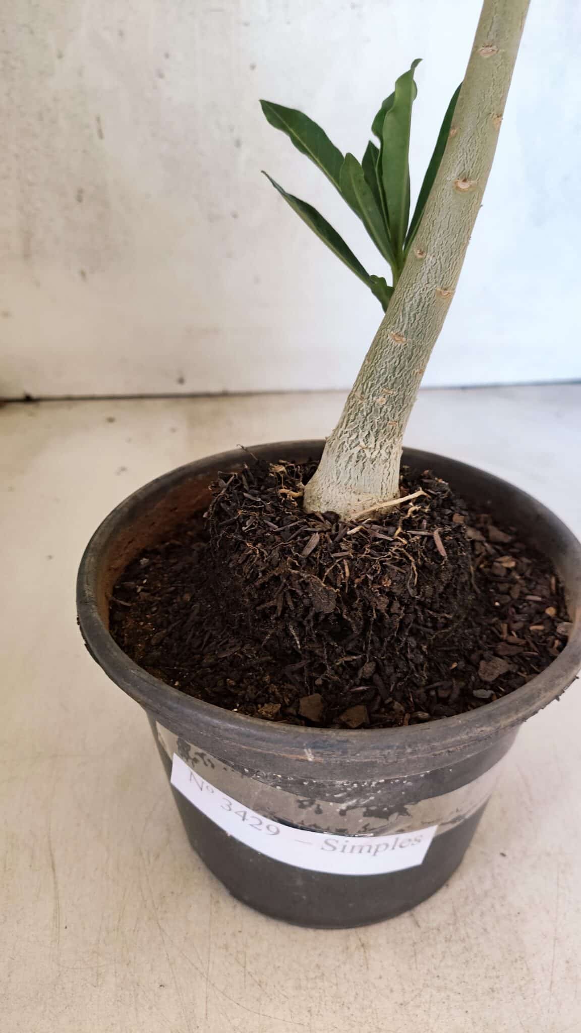 Planta Simples 3429 – 35cm – 03 anos - foto 7