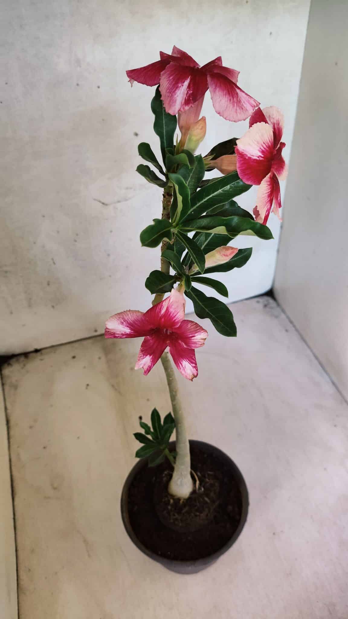 Planta Simples 3429 – 35cm – 03 anos - foto 6