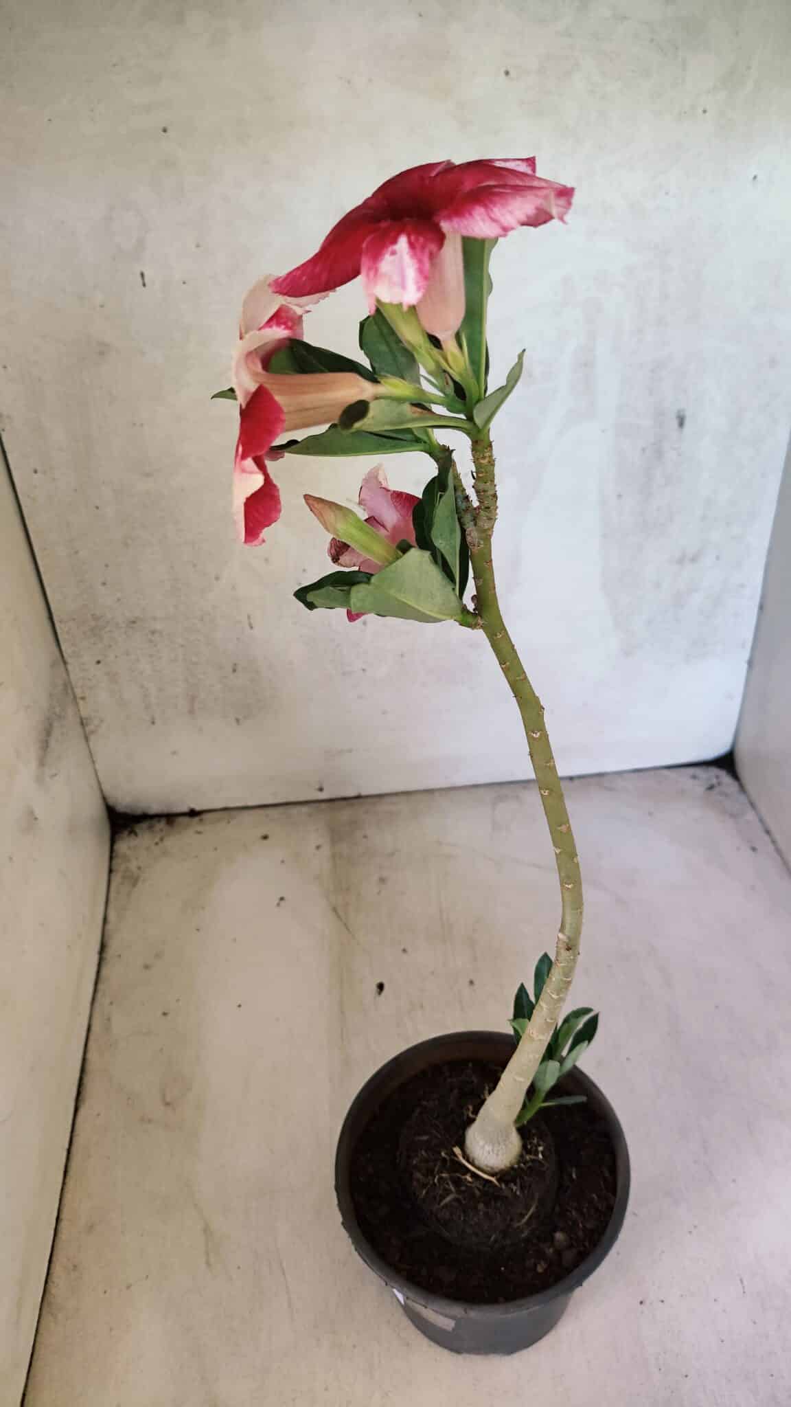 Planta Simples 3429 – 35cm – 03 anos - foto 5