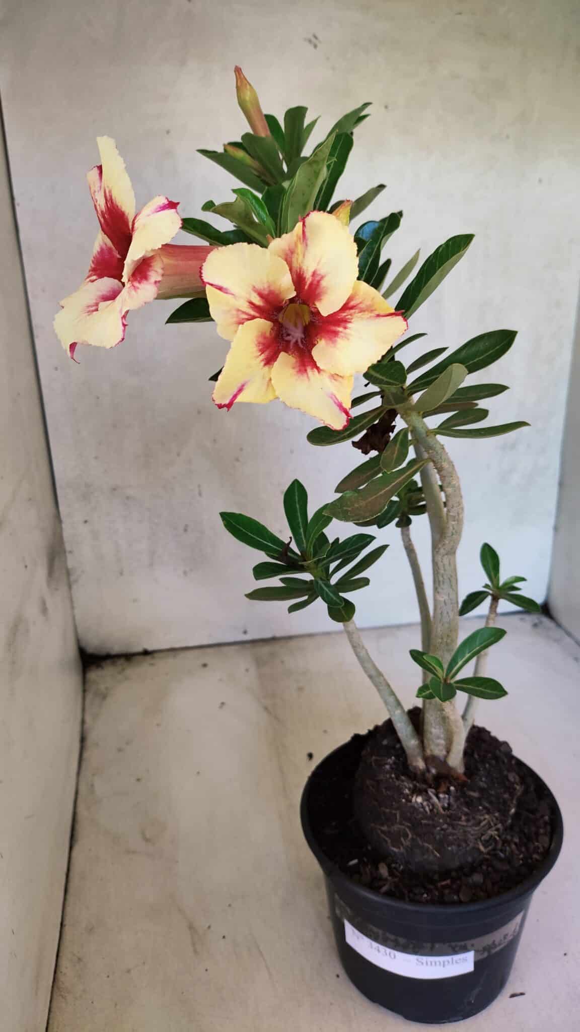Planta Simples 3430 – 35cm – 03 anos - foto 2
