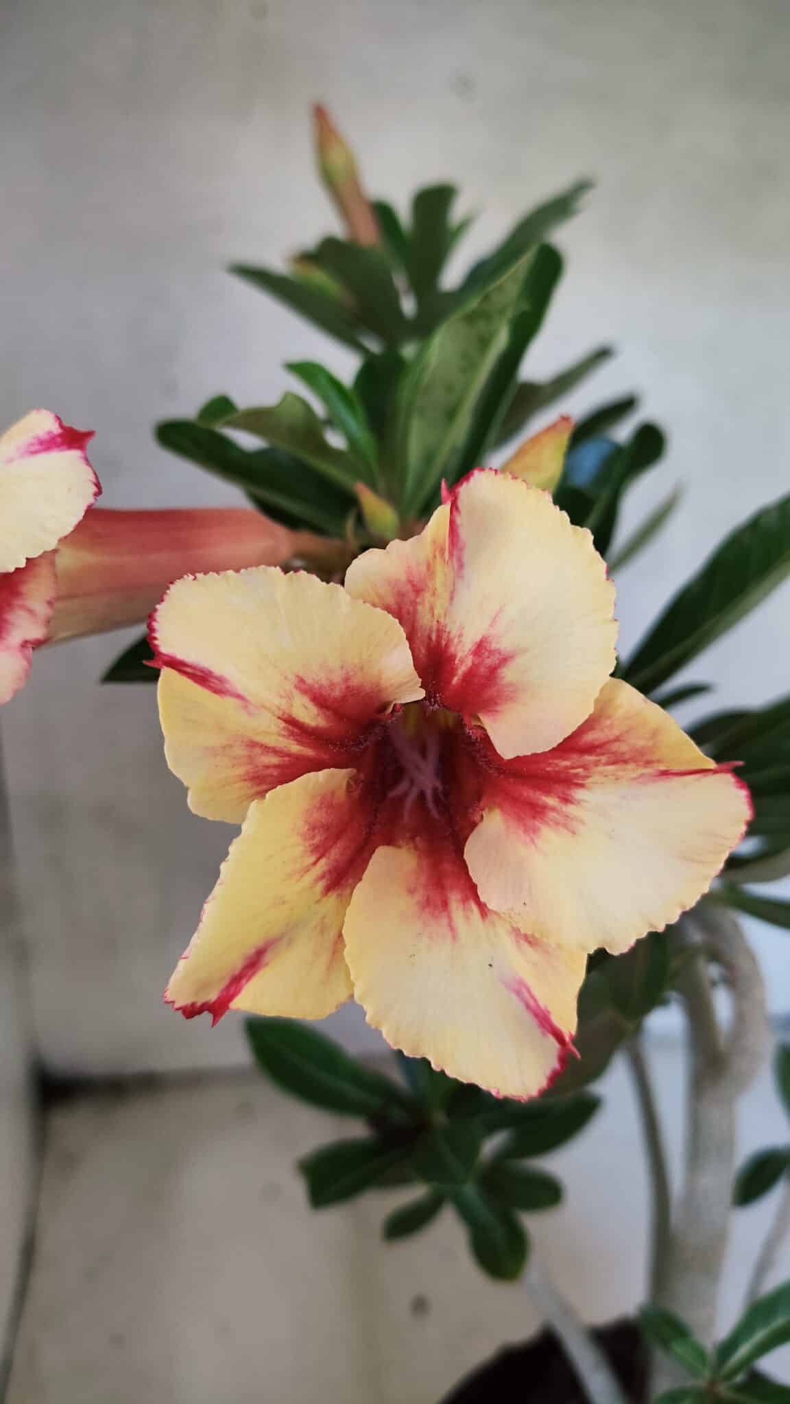 Planta Simples 3430 – 35cm – 03 anos - foto 3