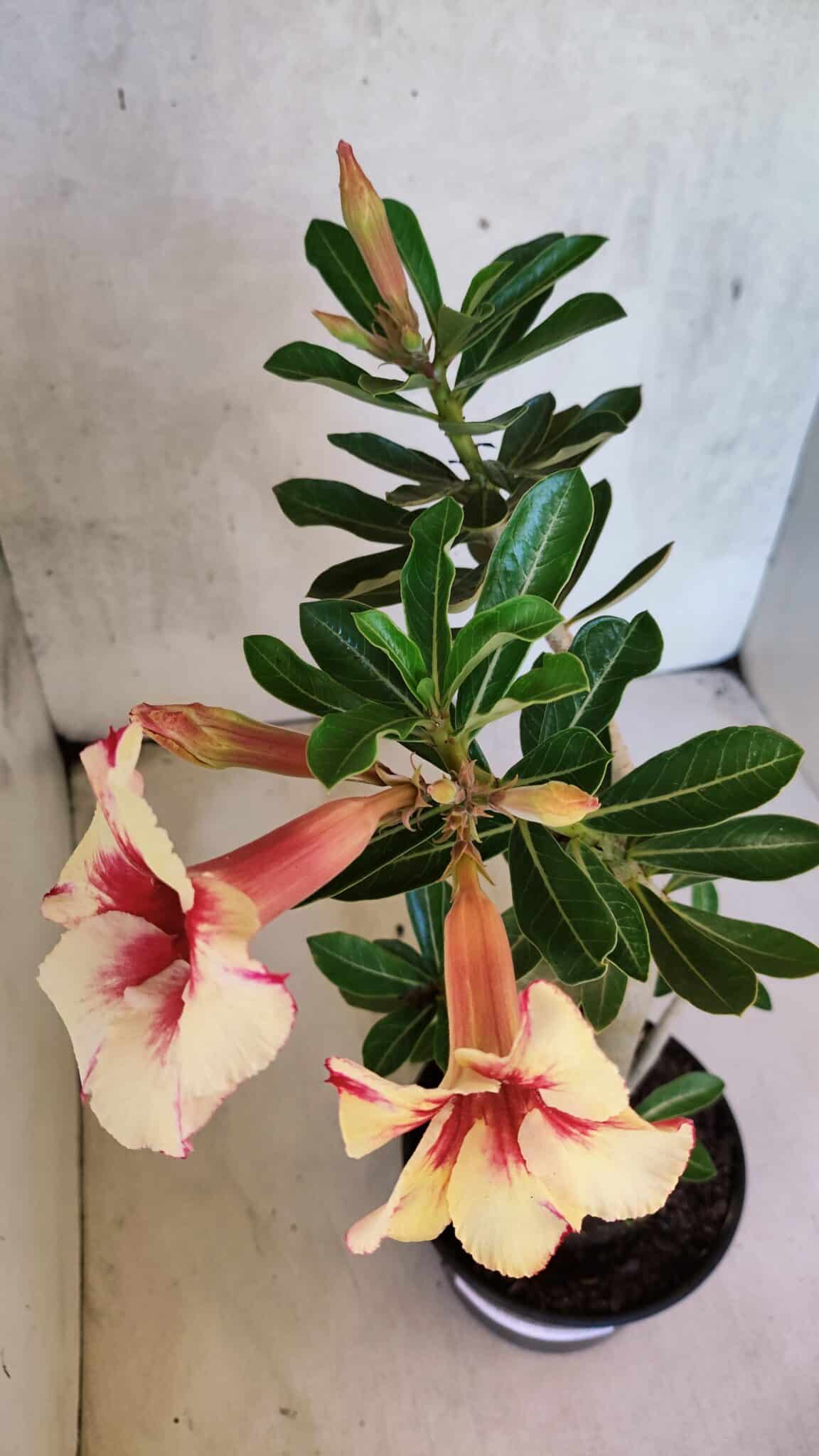 Planta Simples 3430 – 35cm – 03 anos - foto 4