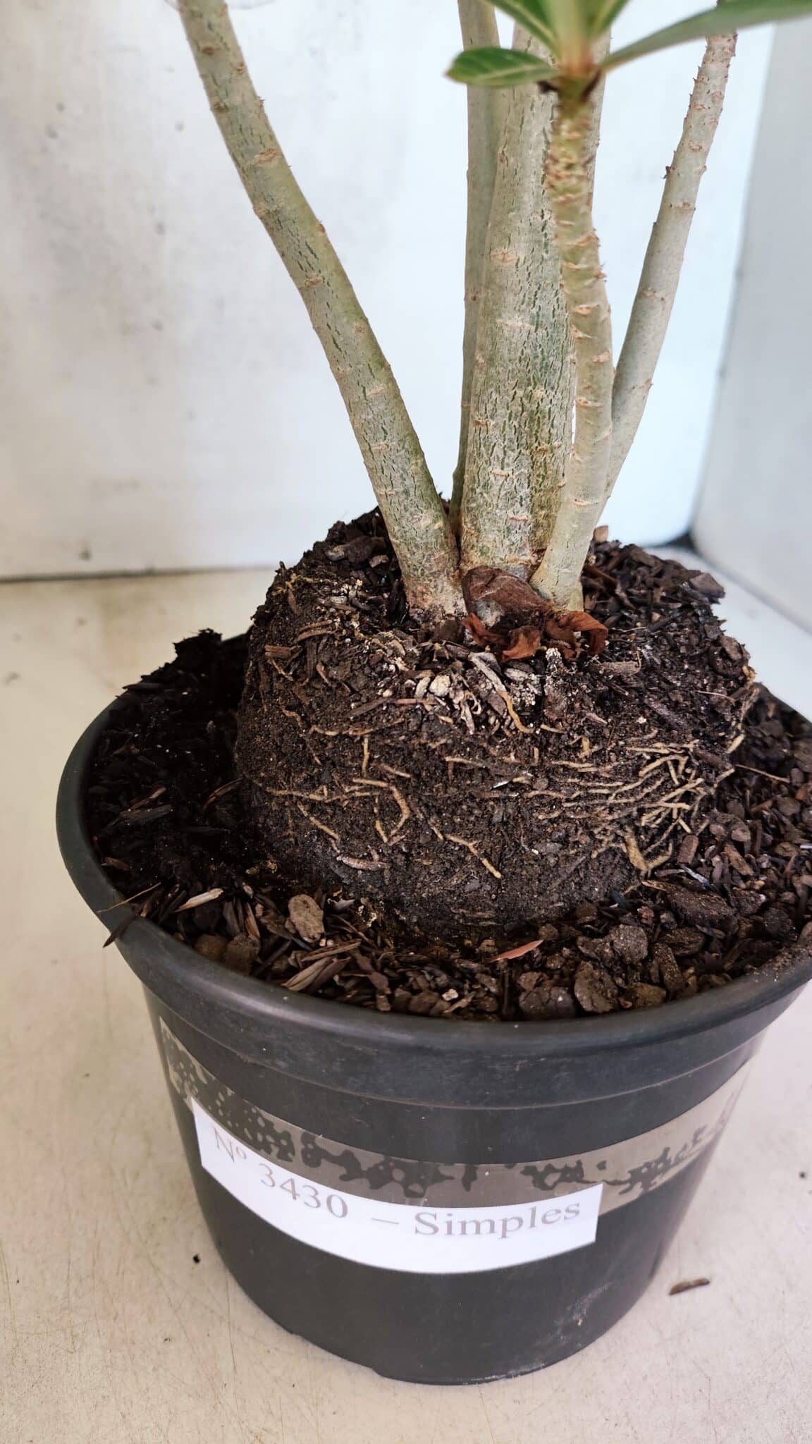 Planta Simples 3430 – 35cm – 03 anos - foto 7