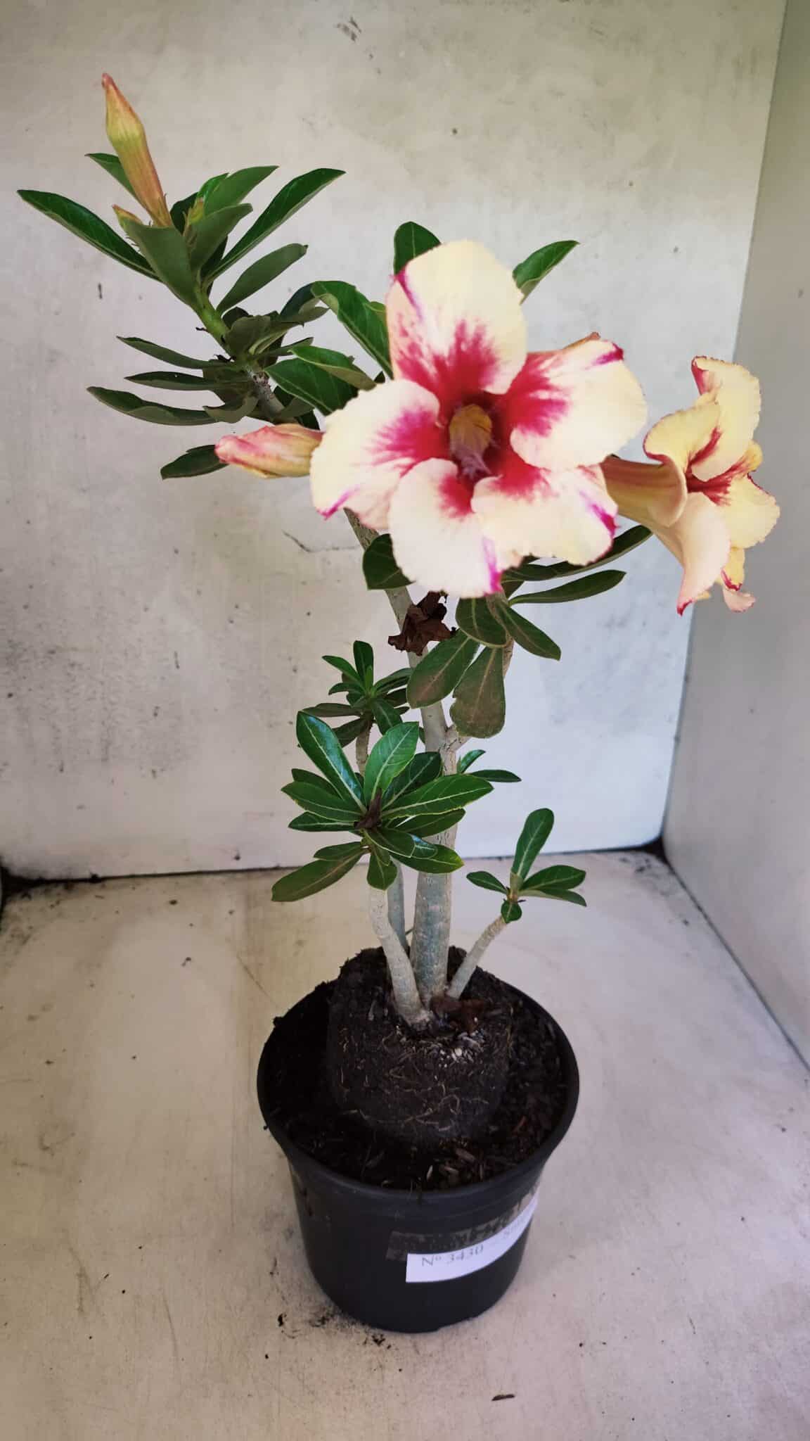 Planta Simples 3430 – 35cm – 03 anos - foto 5