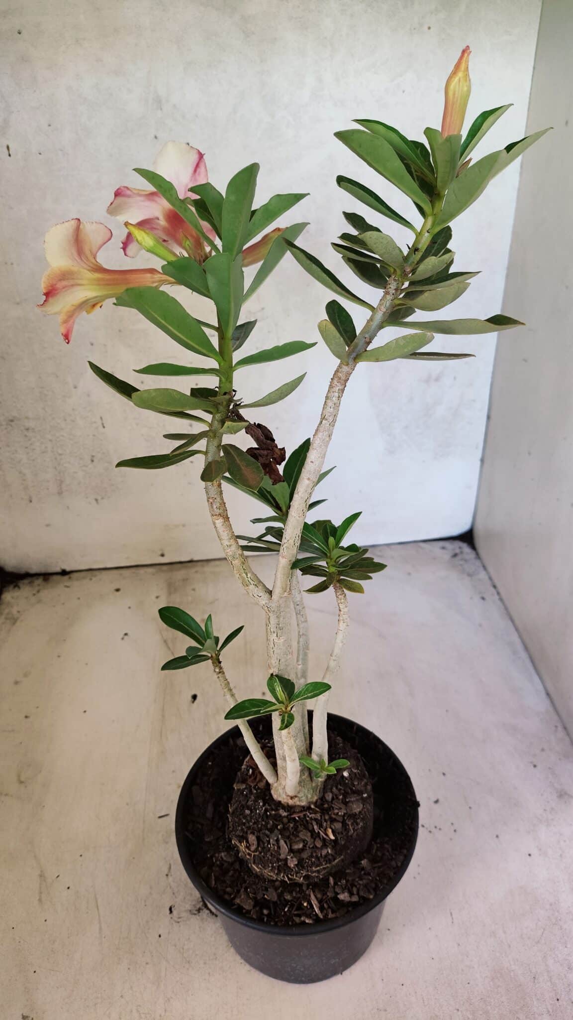 Planta Simples 3430 – 35cm – 03 anos - foto 6