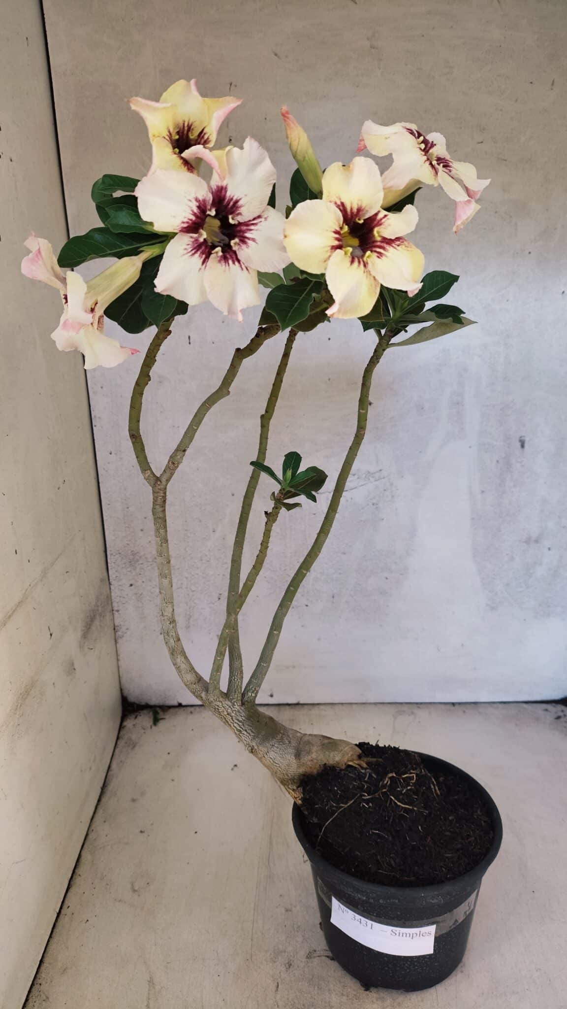 Planta Simples 3431 – 35cm – 03 anos - foto 2
