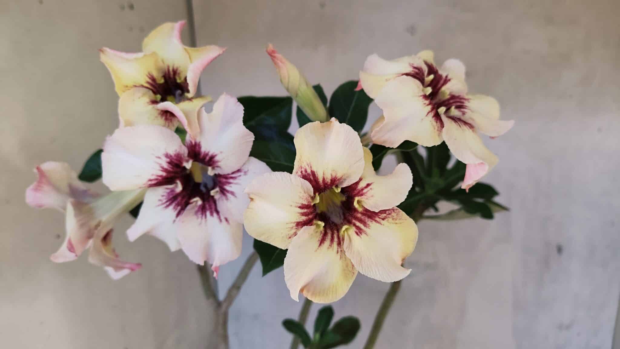Planta Simples 3431 – 35cm – 03 anos - foto 3