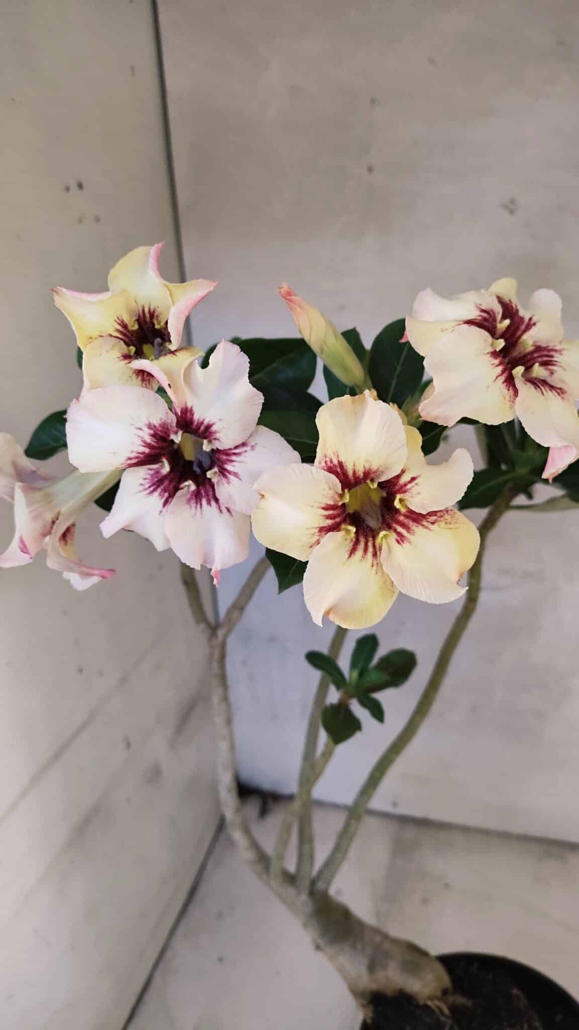 Planta Simples 3431 – 35cm – 03 anos - foto 6