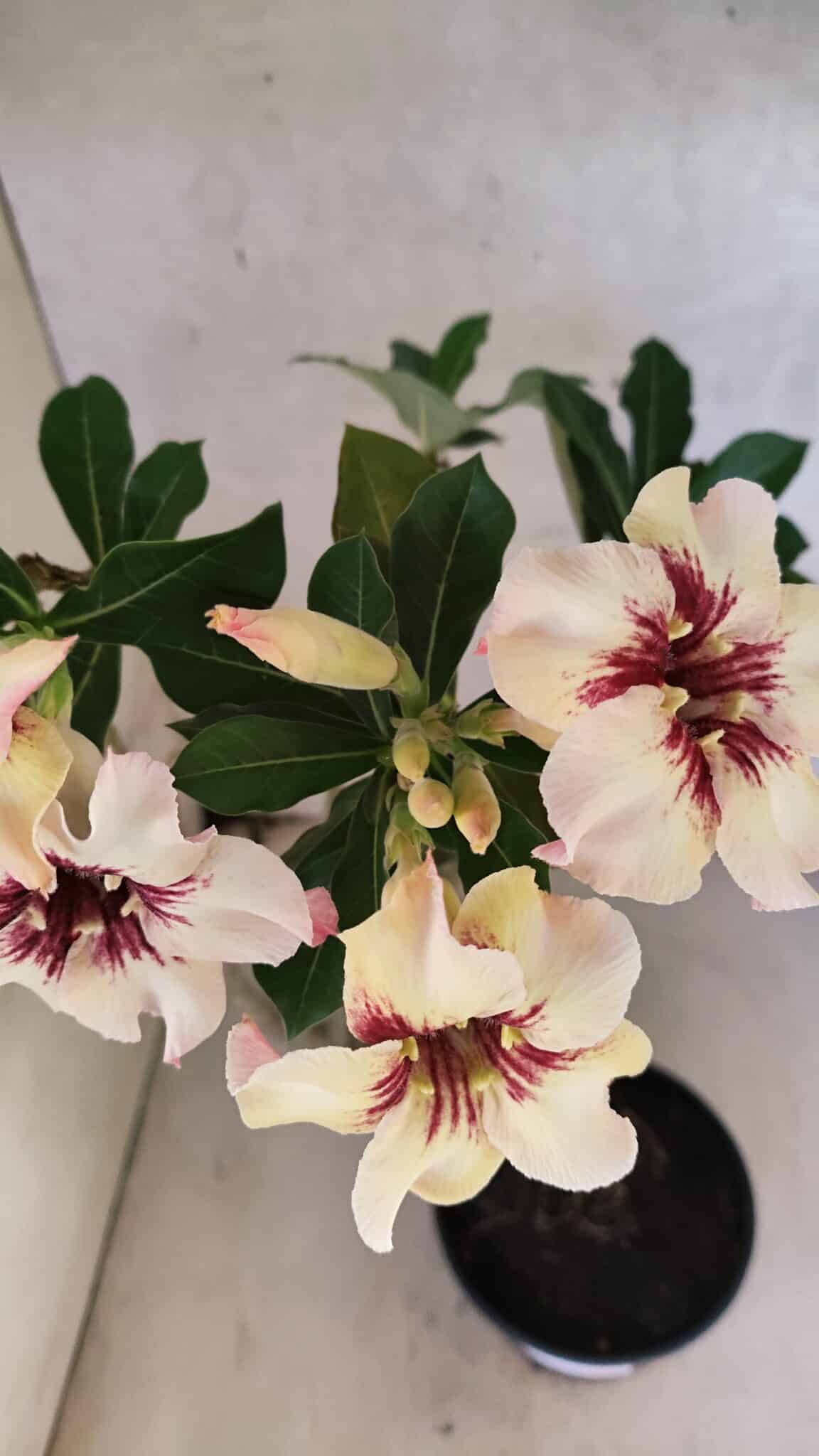 Planta Simples 3431 – 35cm – 03 anos - foto 9
