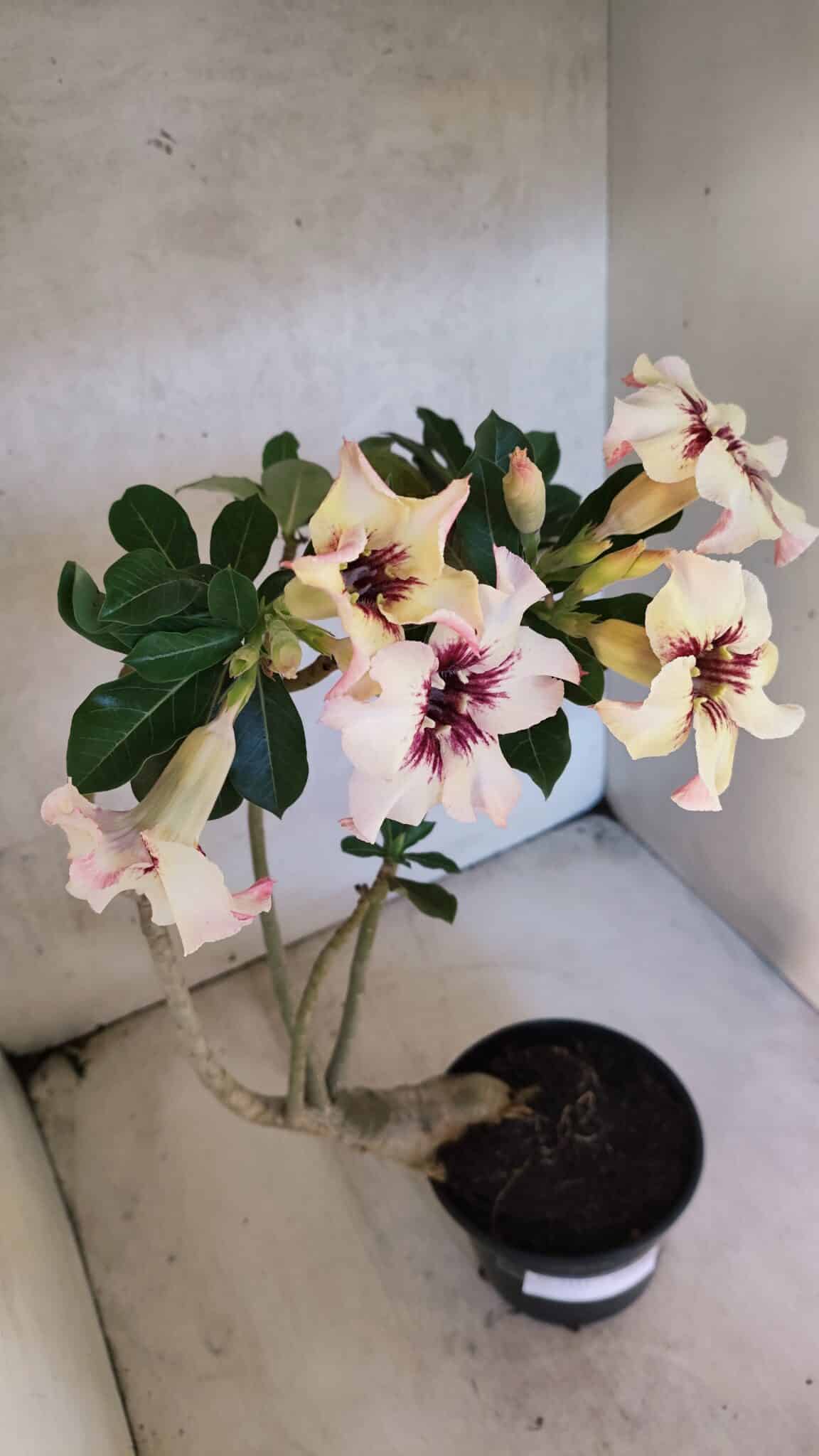 Planta Simples 3431 – 35cm – 03 anos - foto 7
