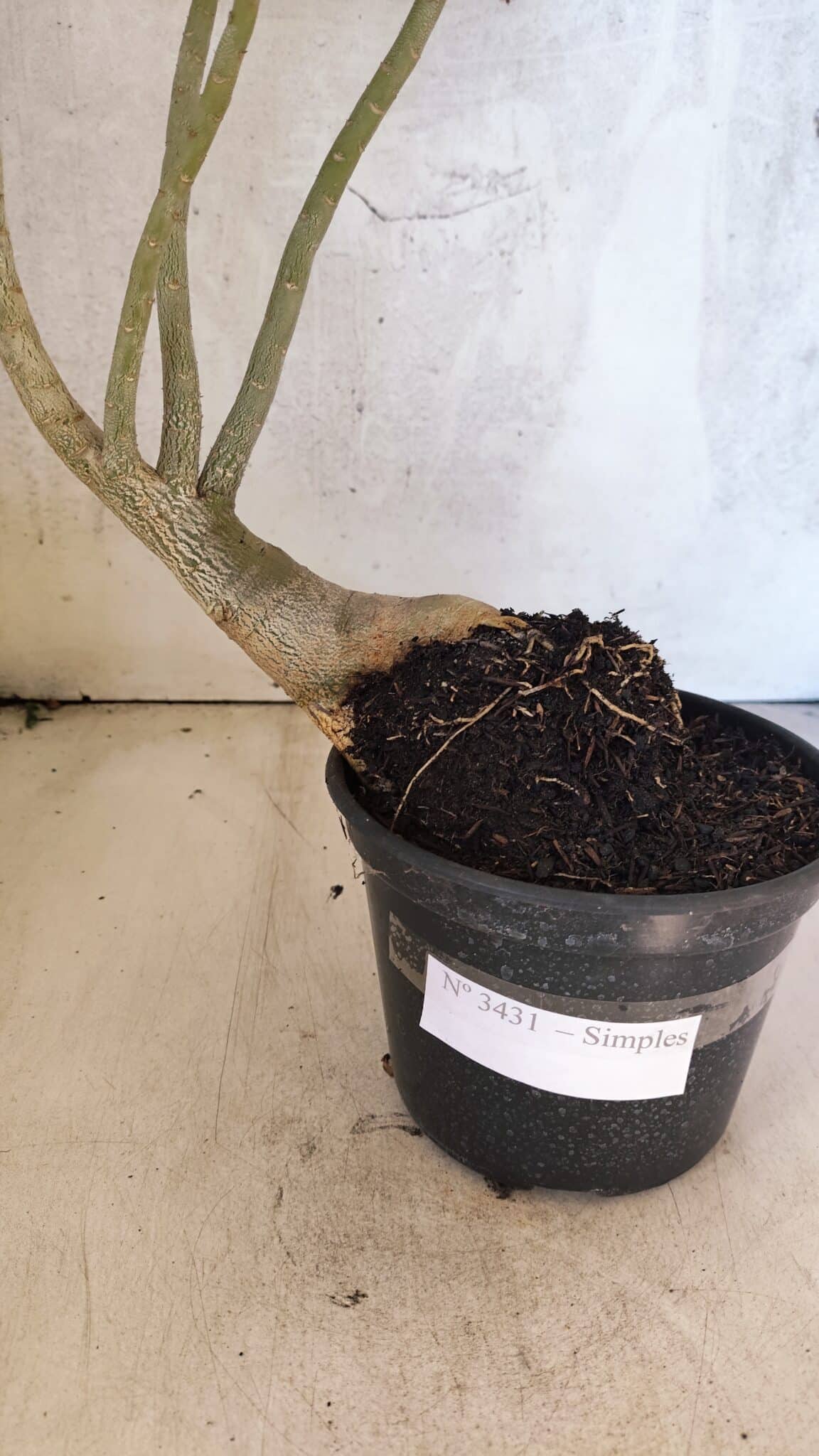 Planta Simples 3431 – 35cm – 03 anos - foto 11