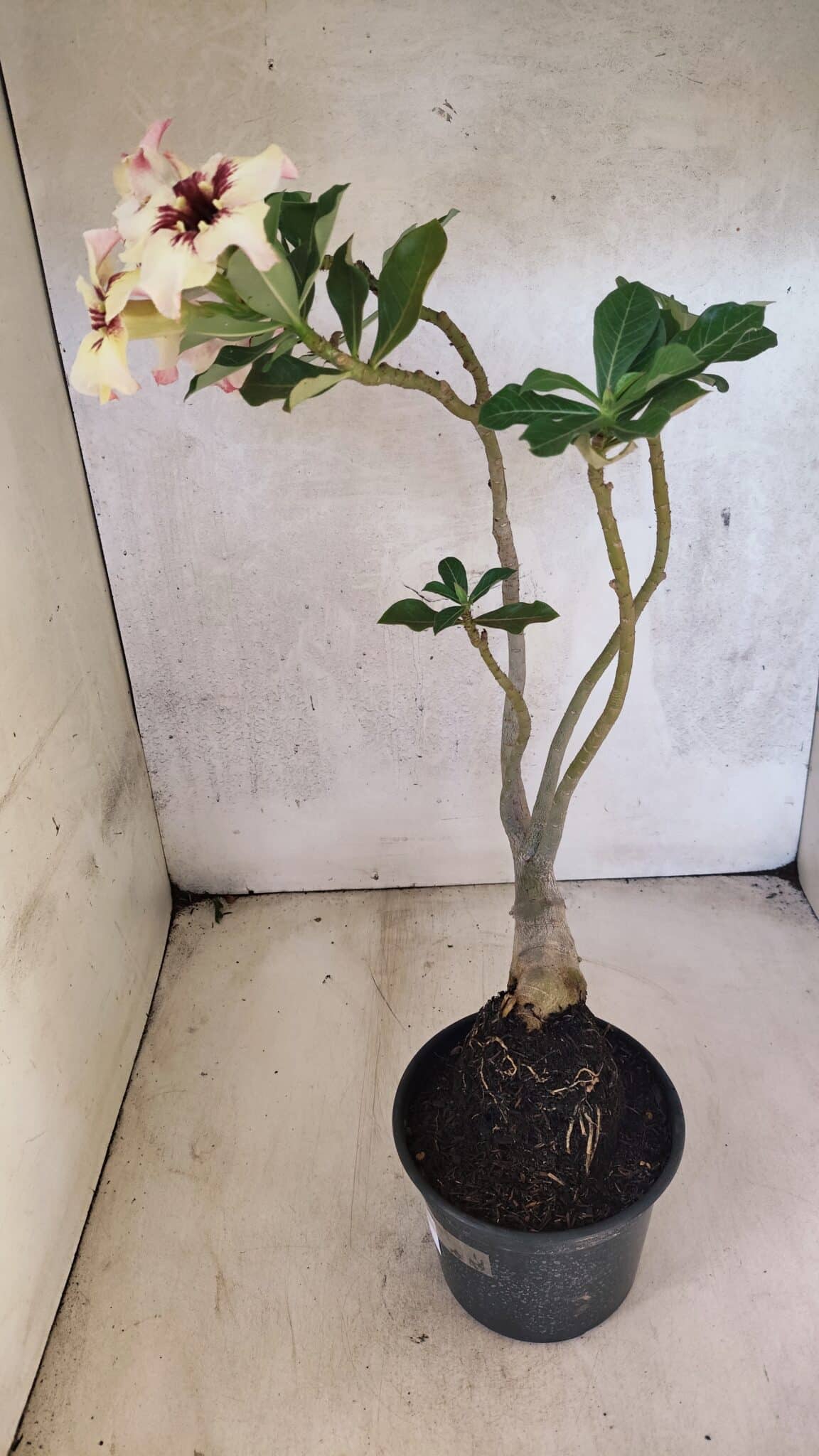 Planta Simples 3431 – 35cm – 03 anos - foto 10