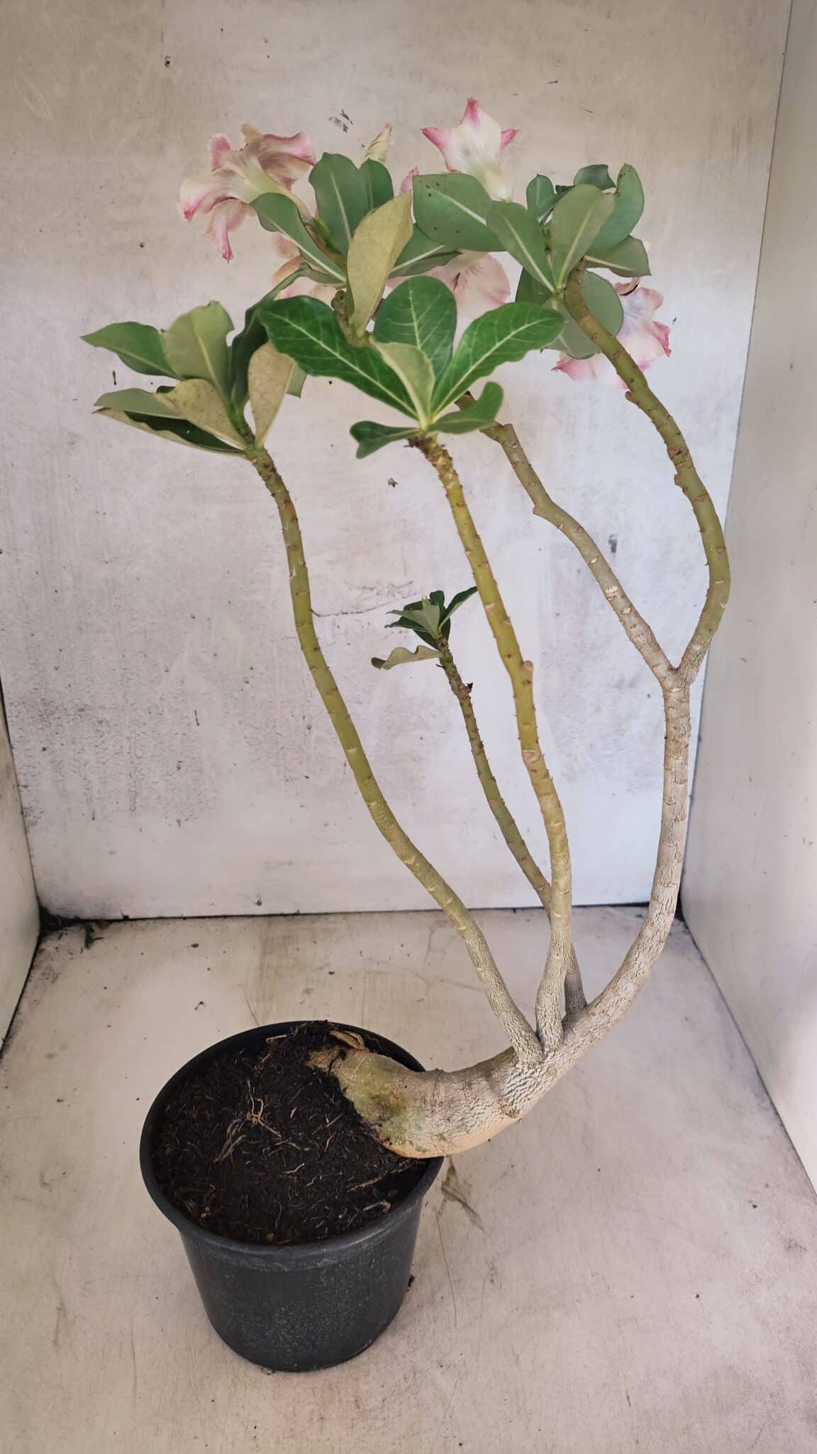 Planta Simples 3431 – 35cm – 03 anos - foto 8