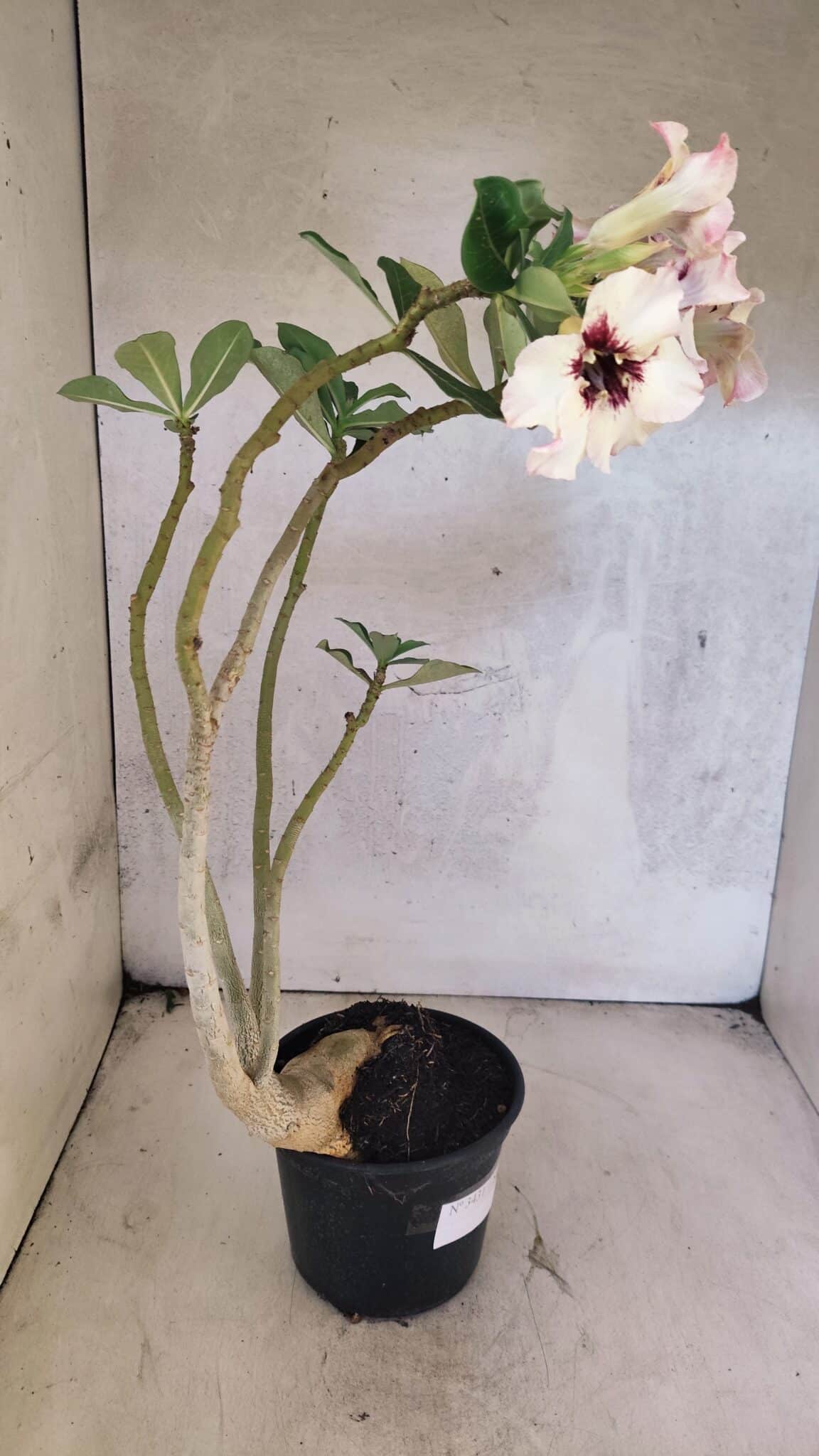 Planta Simples 3431 – 35cm – 03 anos - foto 5