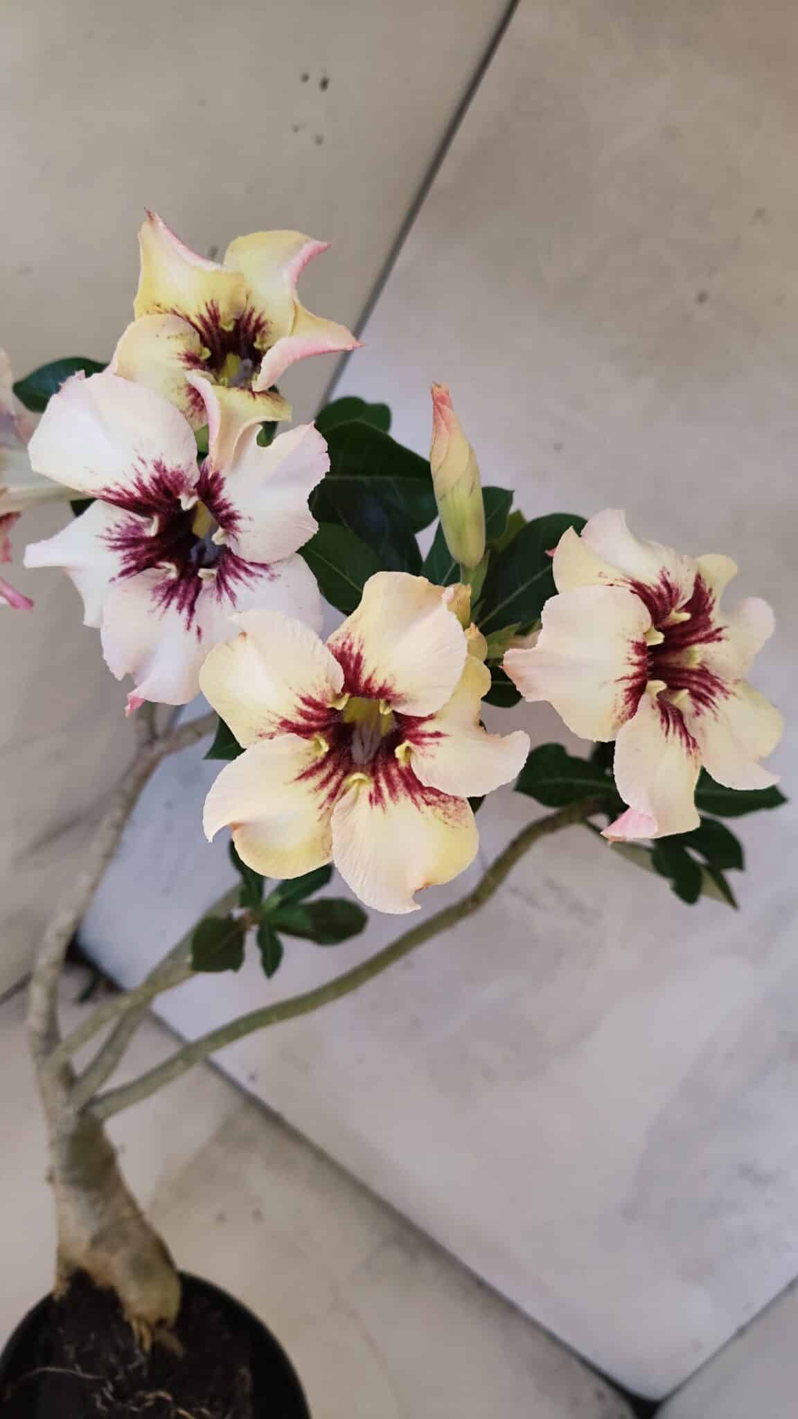 Planta Simples 3431 – 35cm – 03 anos - foto 4