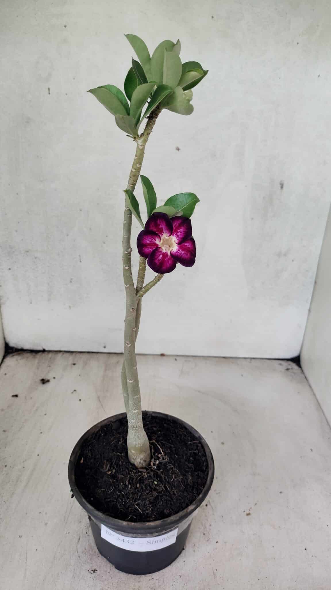 Planta Simples 3432 – 30cm – 02 anos - foto 2