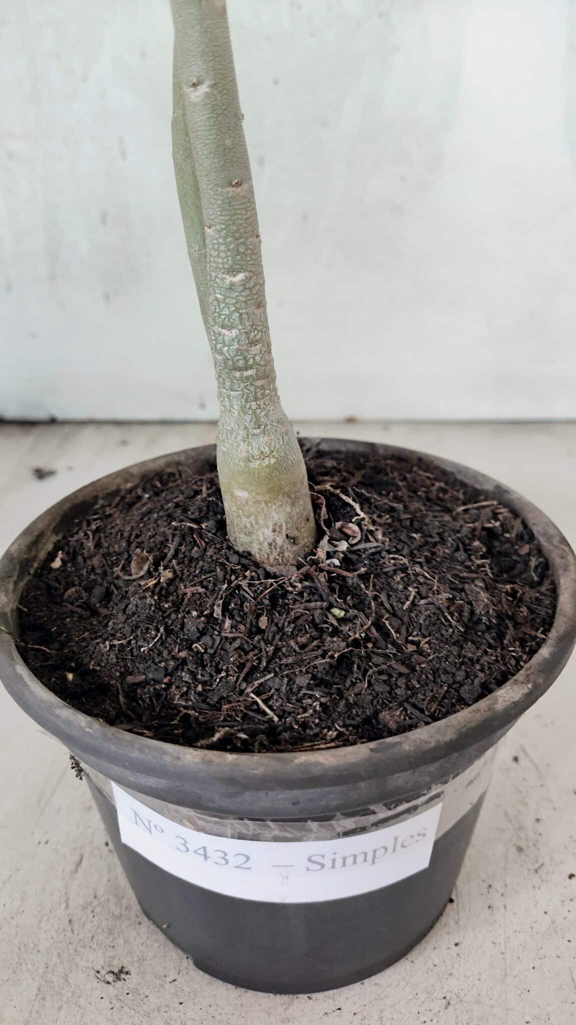 Planta Simples 3432 – 30cm – 02 anos - foto 8