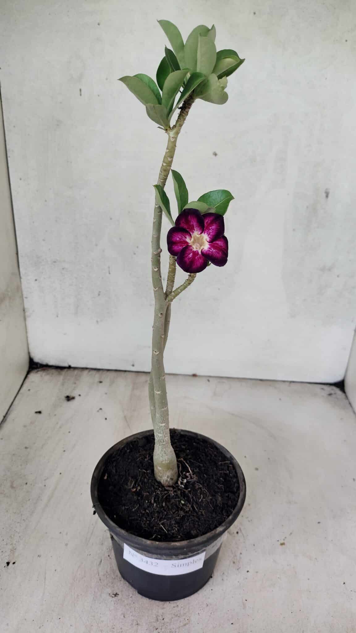 Planta Simples 3432 – 30cm – 02 anos - foto 7