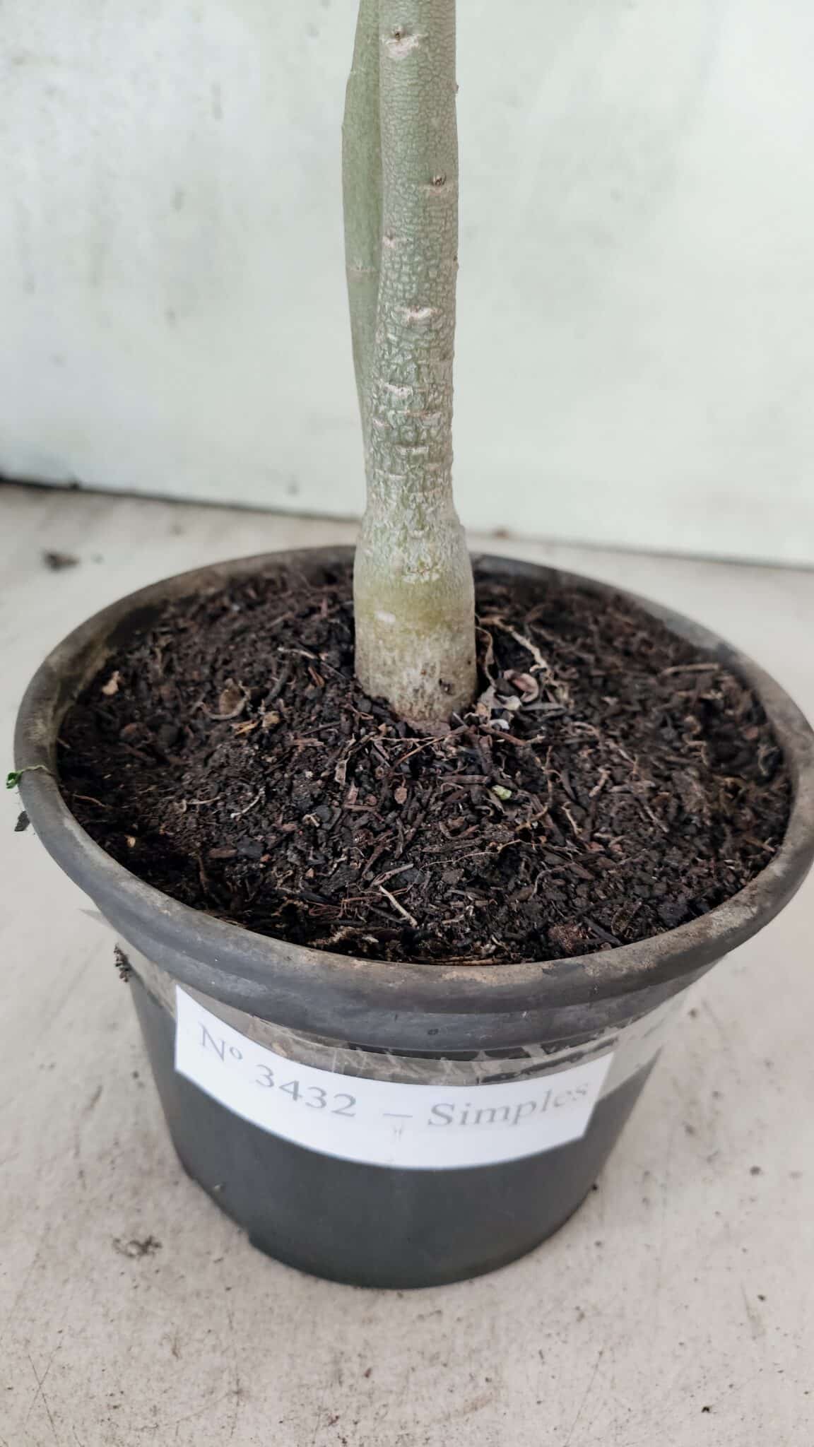 Planta Simples 3432 – 30cm – 02 anos - foto 6