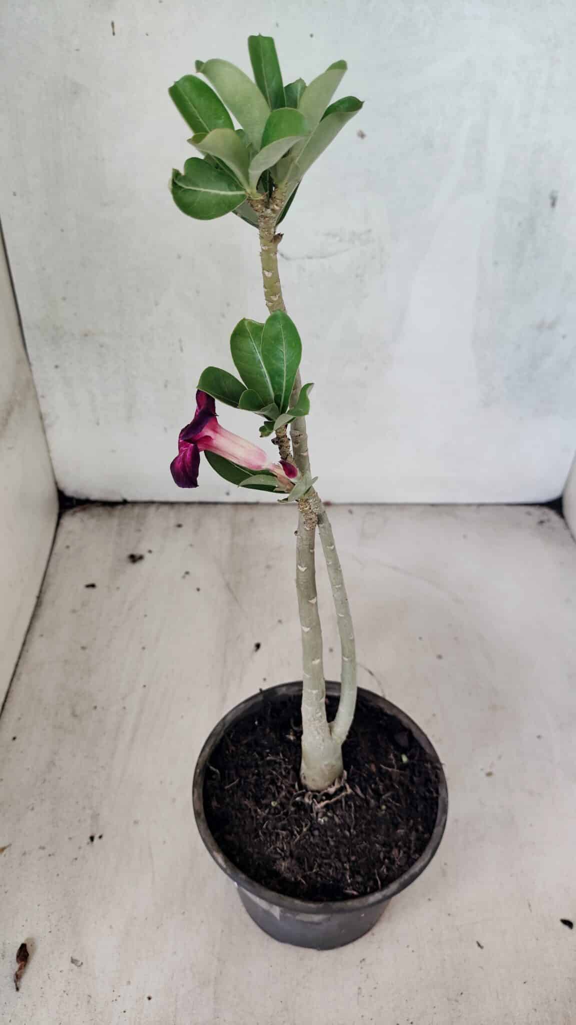 Planta Simples 3432 – 30cm – 02 anos - foto 5
