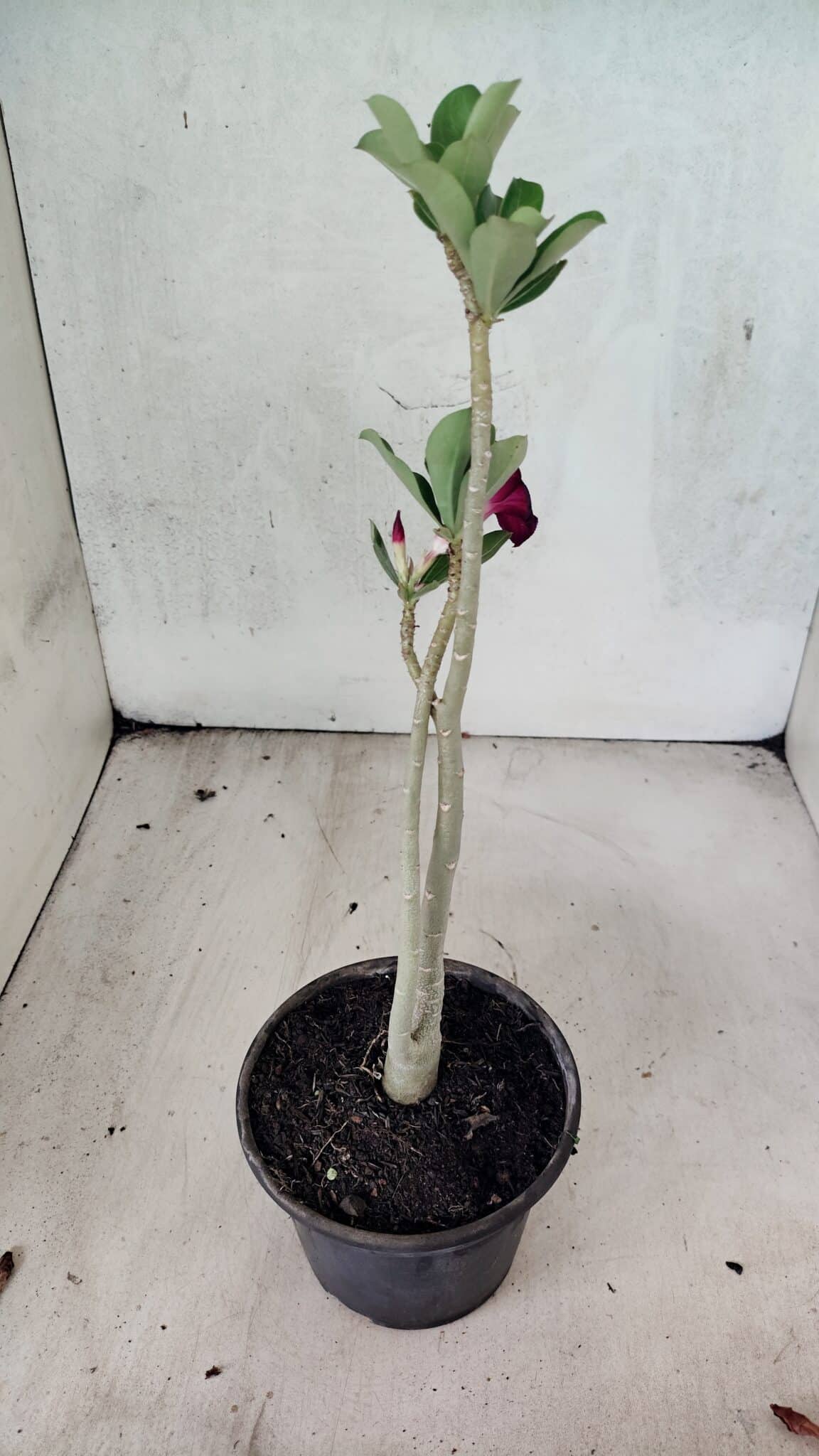 Planta Simples 3432 – 30cm – 02 anos - foto 4