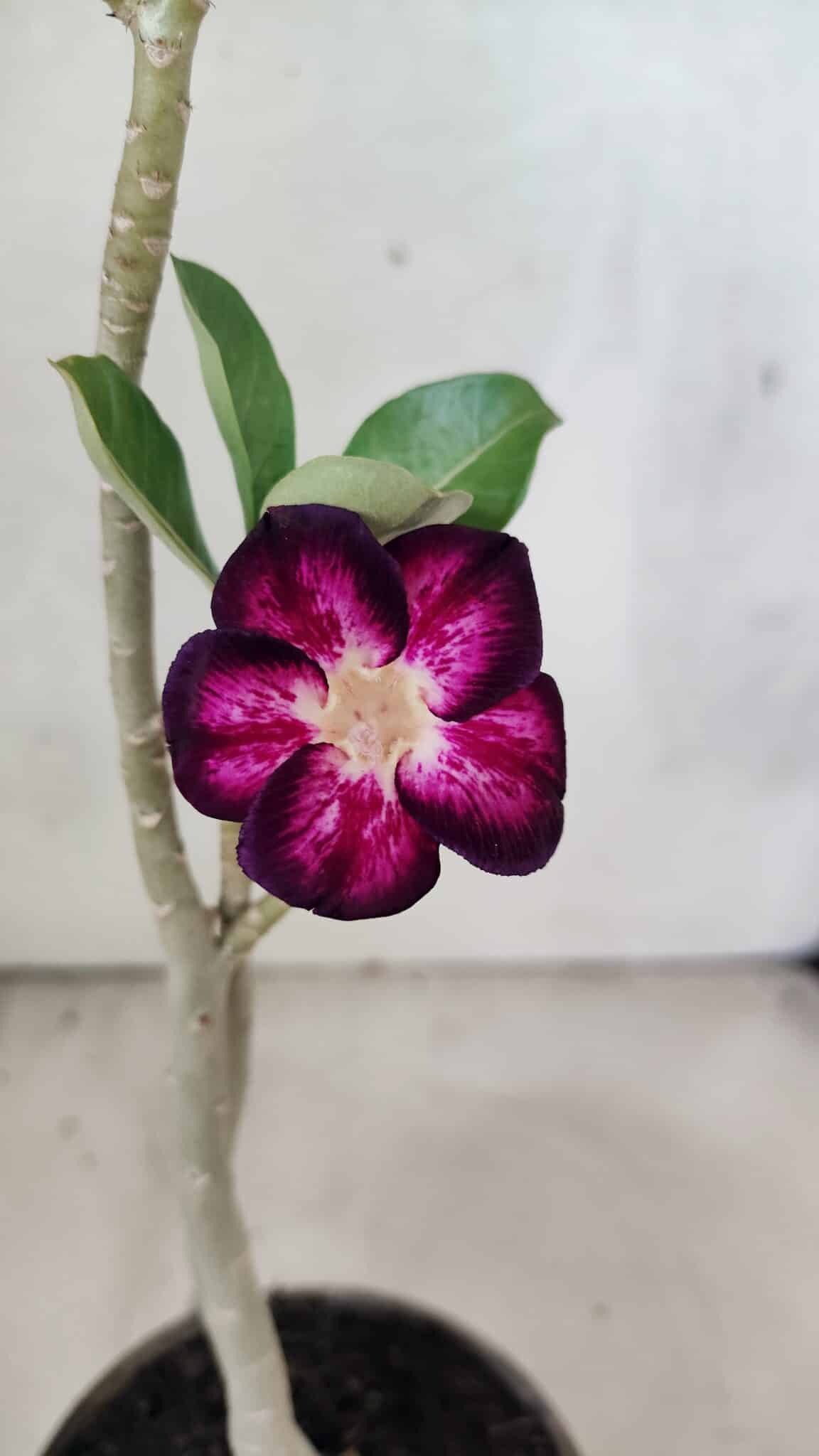 Planta Simples 3432 – 30cm – 02 anos - foto 3