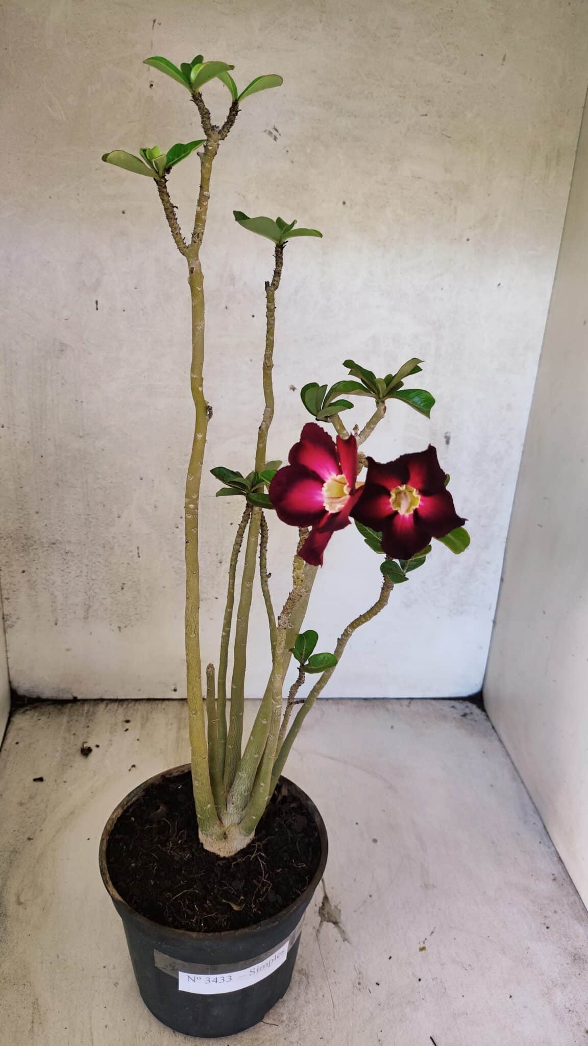 Planta Simples 3433 – 35cm – 03 anos - foto 2
