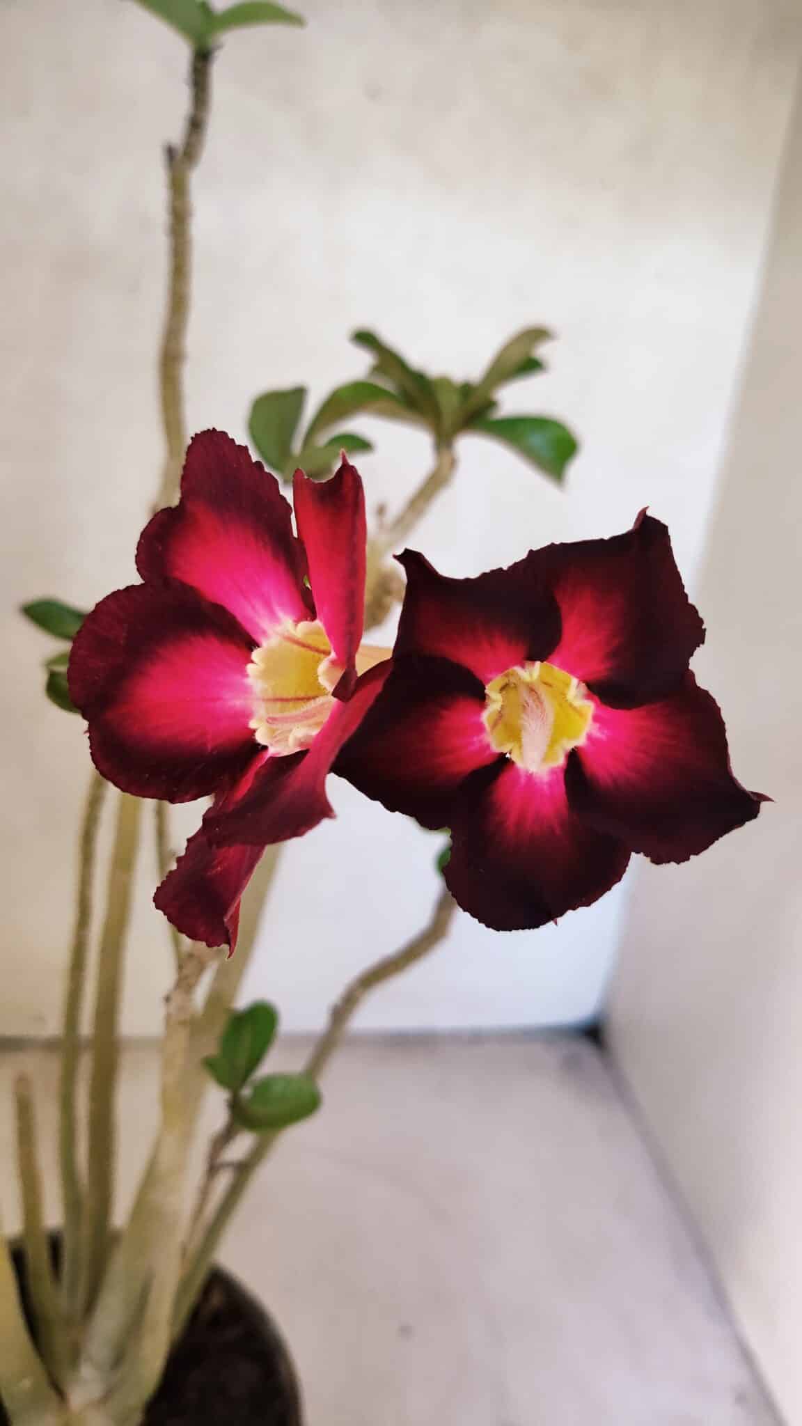 Planta Simples 3433 – 35cm – 03 anos - foto 6