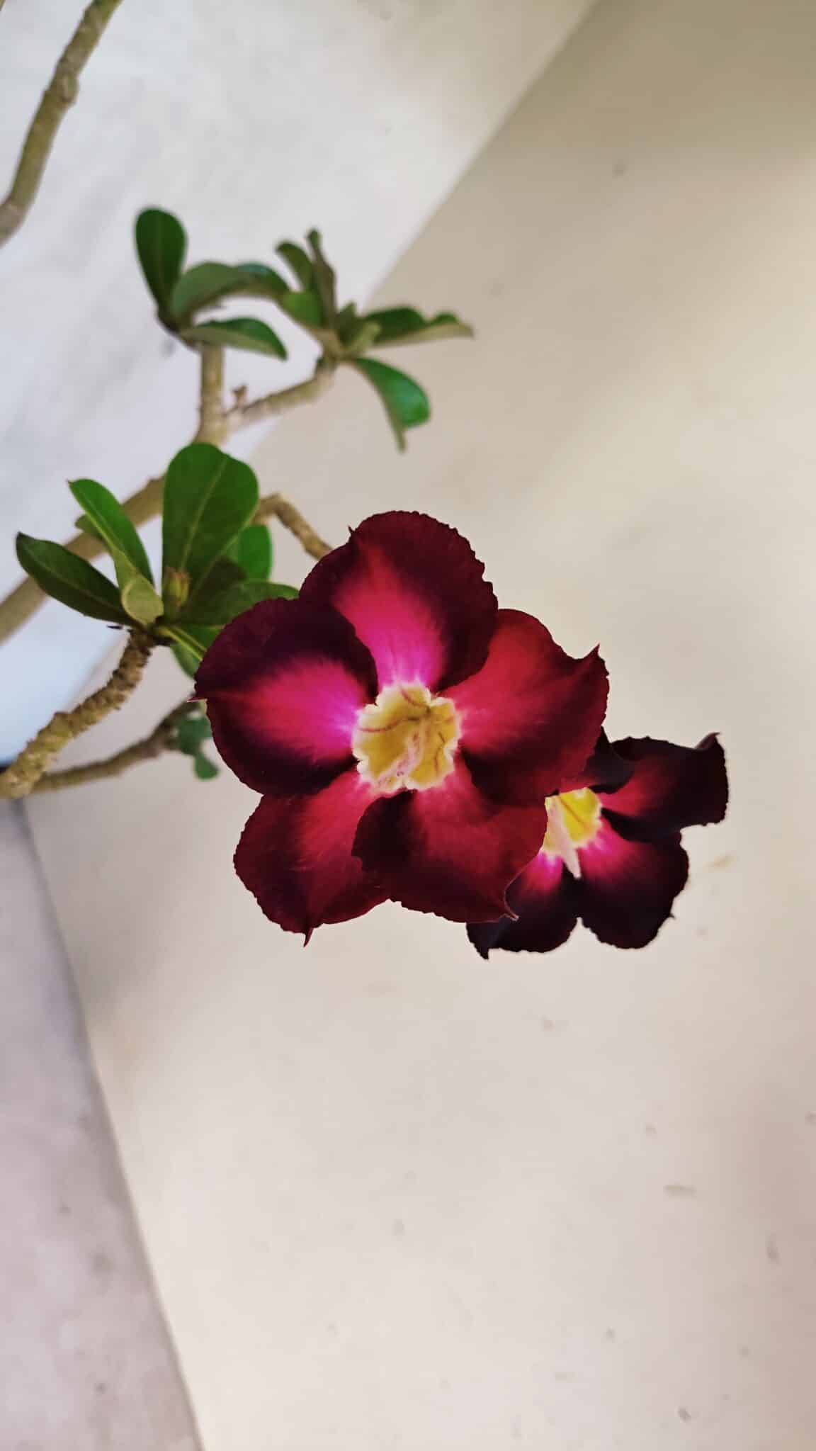 Planta Simples 3433 – 35cm – 03 anos - foto 4
